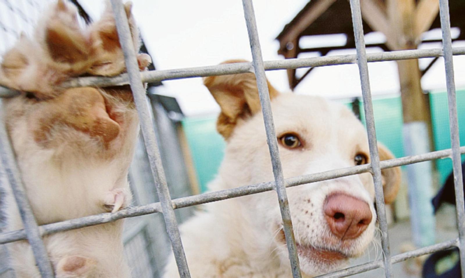 In piazza contro chi maltratta gli animali: "Servono pene pi&ugrave; severe"