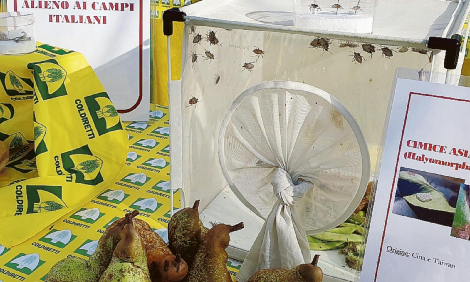 Arriva la vespa salva raccolti che uccide la cimice 