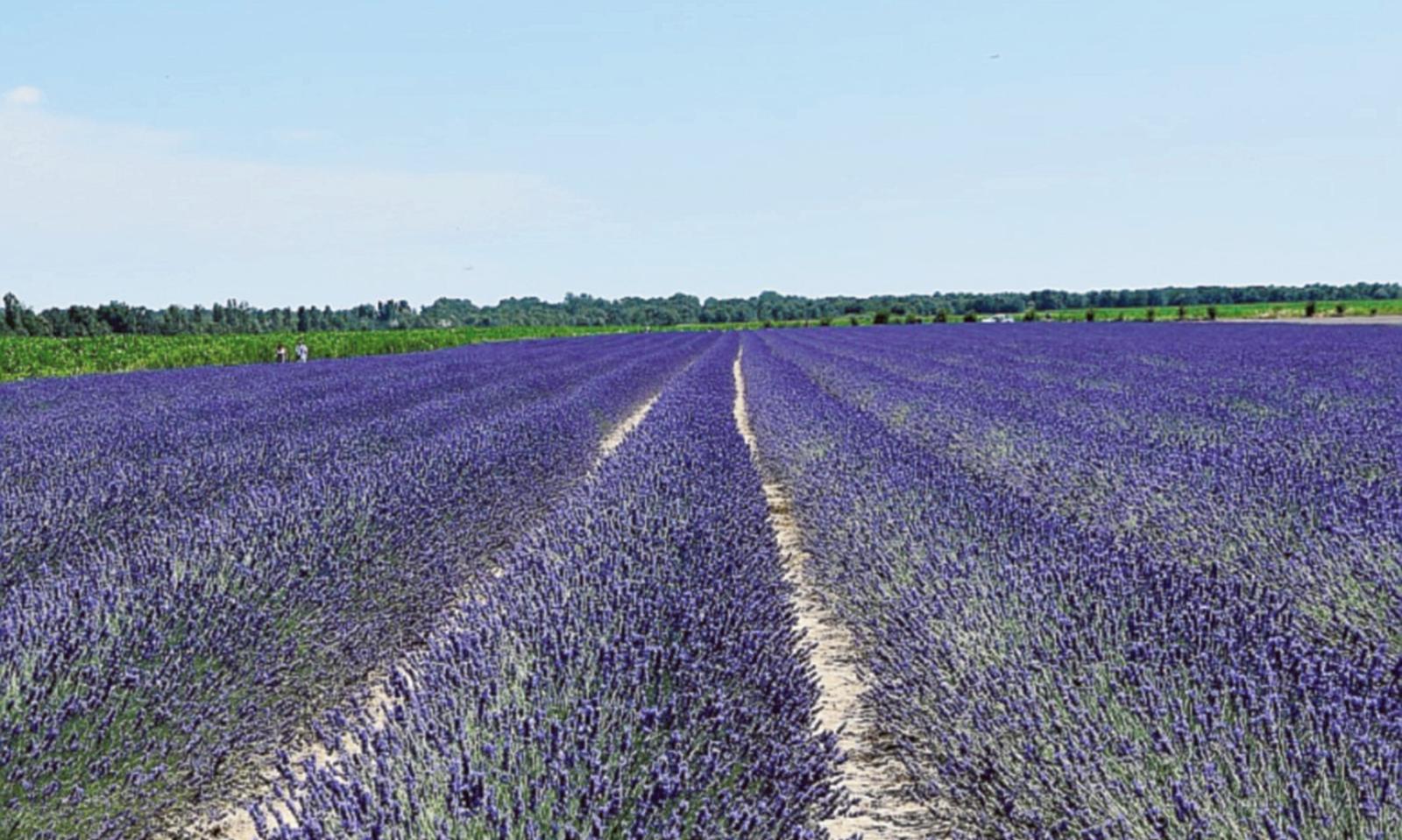 Per ammirare i campi di lavanda sono arrivati in 1500