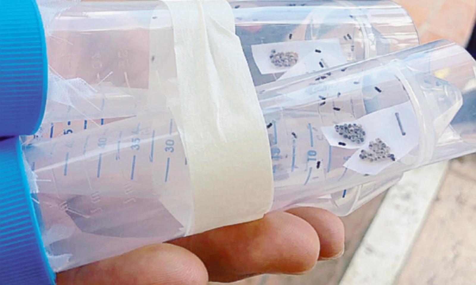 Primo lancio delle vespe samurai per combattere la cimice asiatica