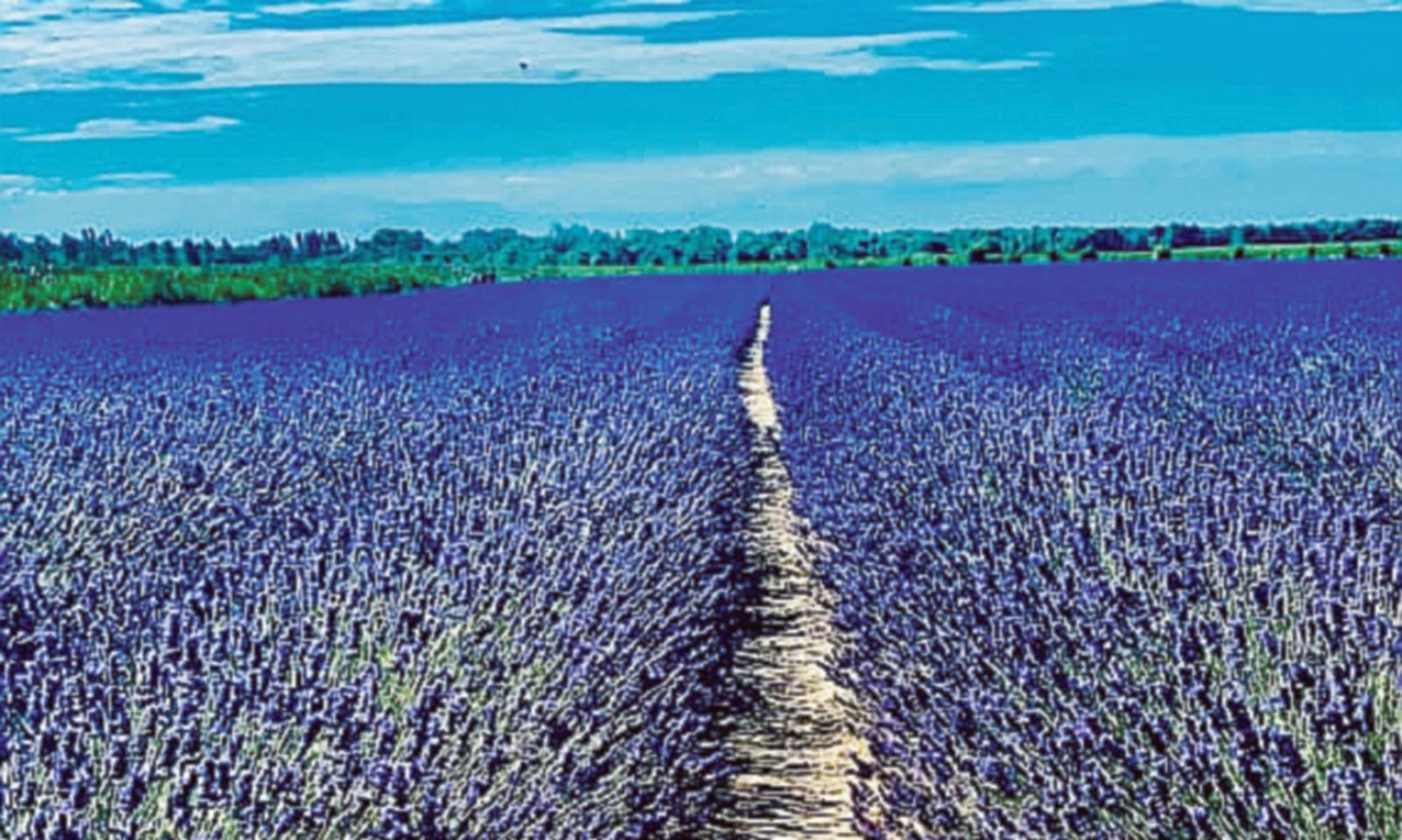 Lavanda: dopo i vandali, anche i ladri