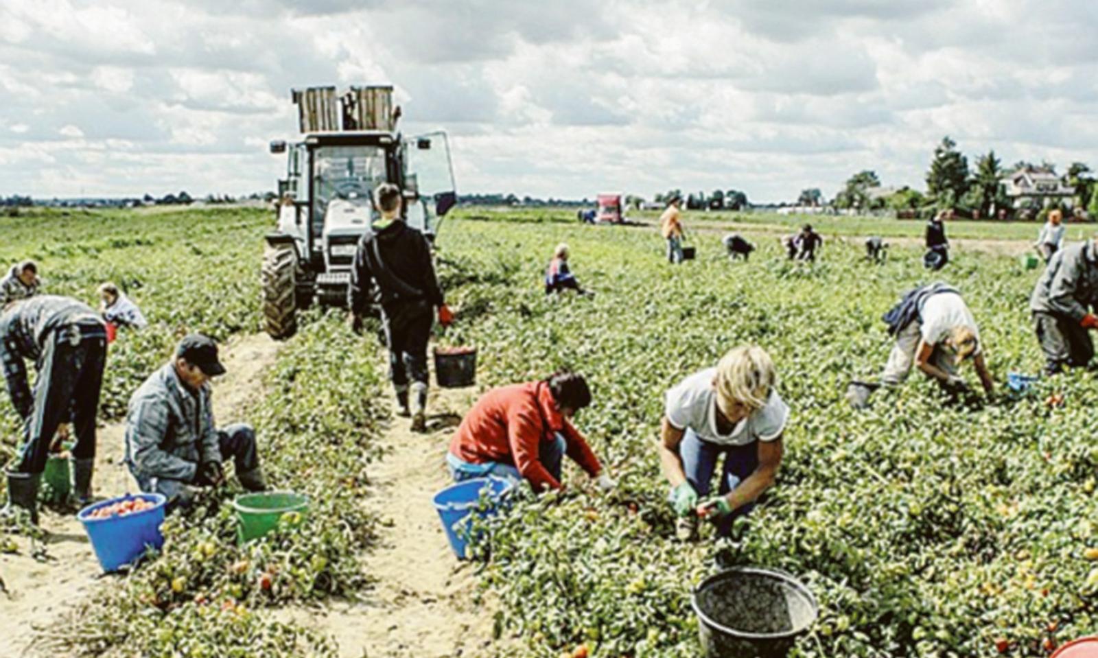 "Ho provato cos&rsquo;&egrave; lo sfruttamento. C'era chi sveniva dalla fatica"