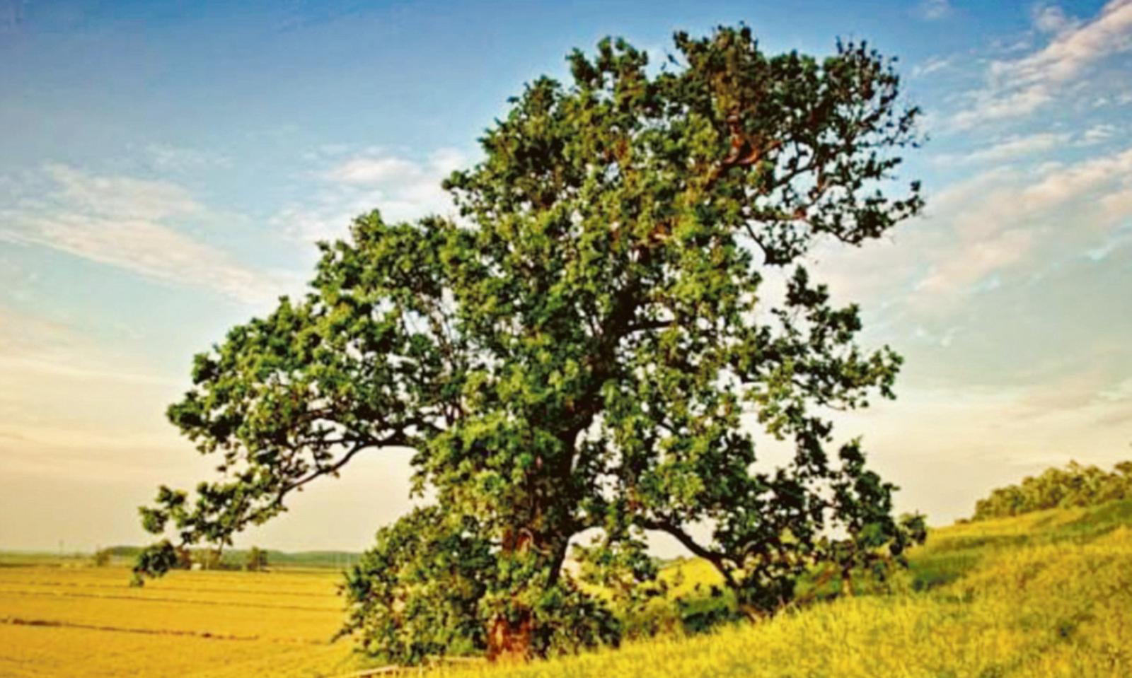 Musica e festa per il gigante caduto