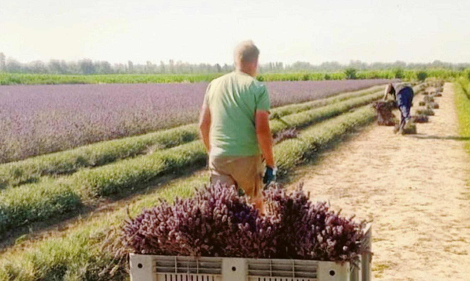 E&rsquo; ora di raccogliere l&rsquo;oro viola