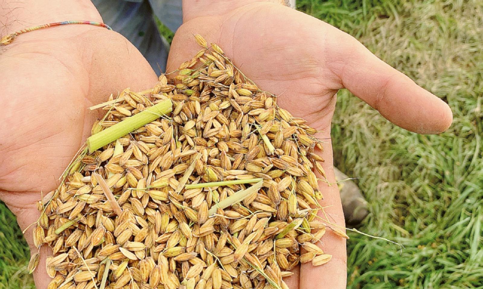 Il Riso del Delta del Po punta al Bio per essere ancora pi&ugrave; competitivo