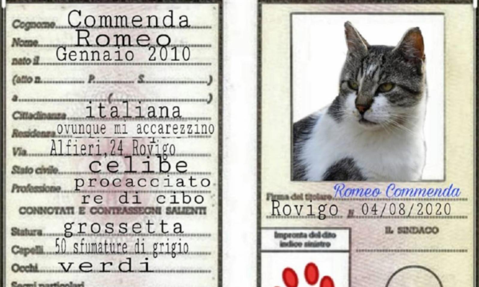Non solo Rossini: mici star del web. Ecco le mascotte di Rovigo