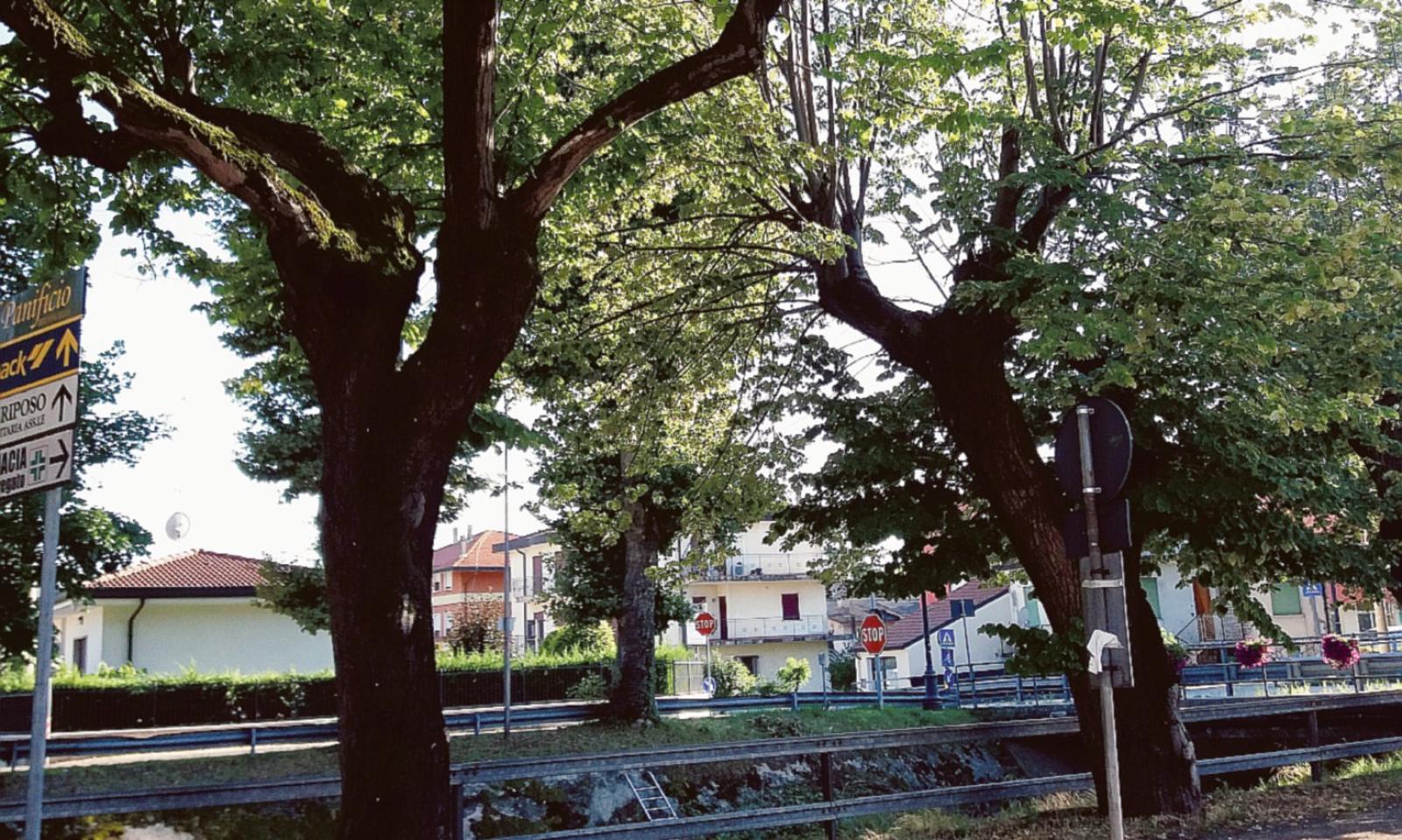 8mila alberi gratis per i rodigini