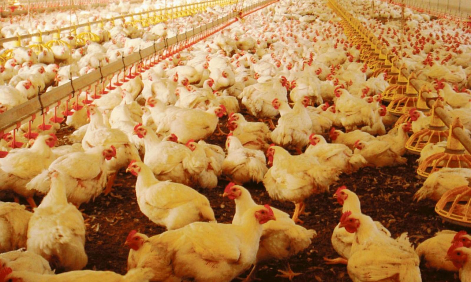 Stop all&rsquo;allevamento di polli a Boara