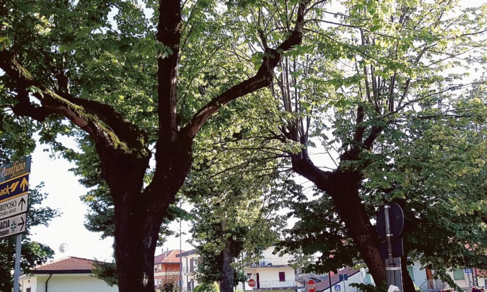 Alberi gratis per chi li pianter&agrave;