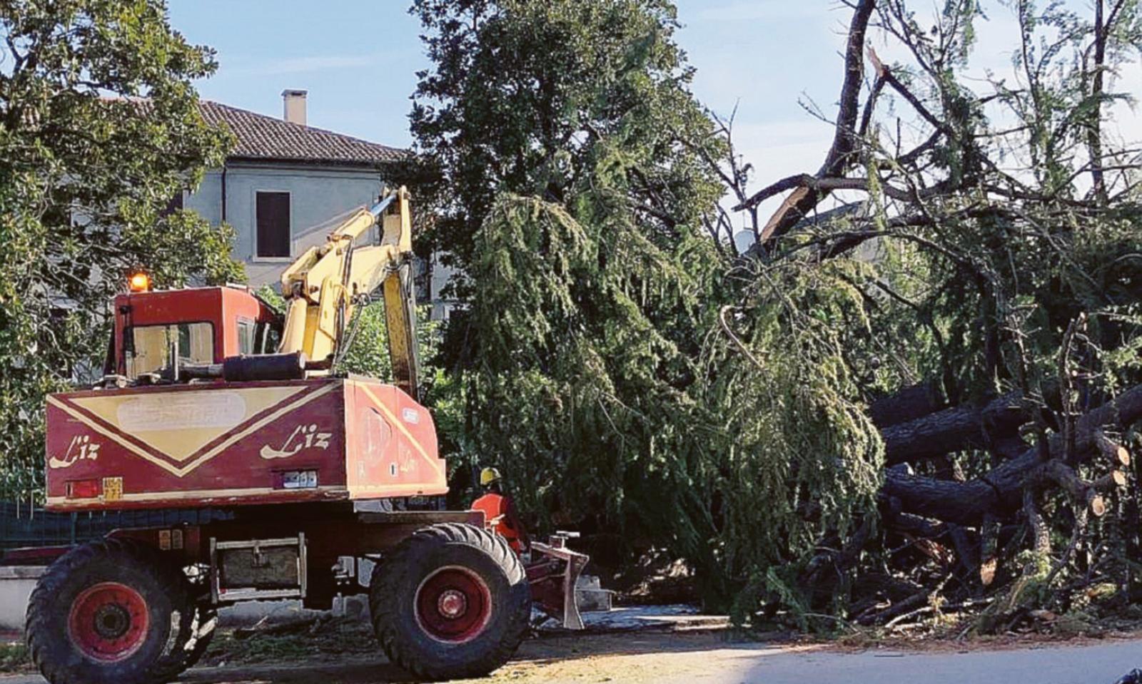 Finalmente rimosso il cedro caduto