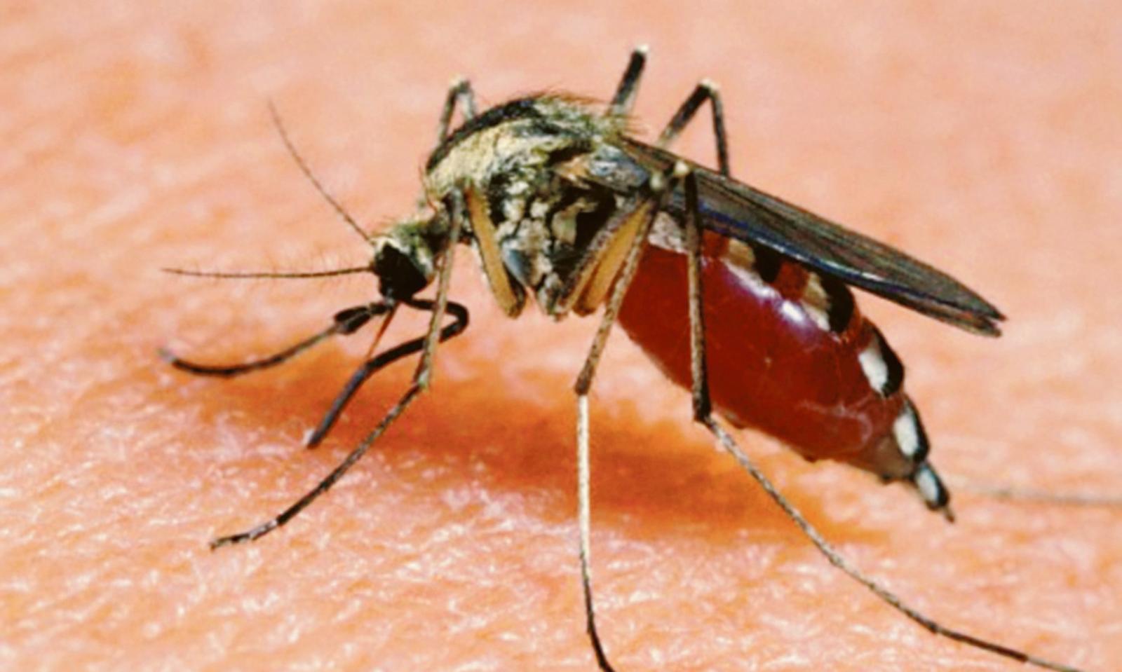 Dal sindaco, appello ai cittadini per combattere le zanzare