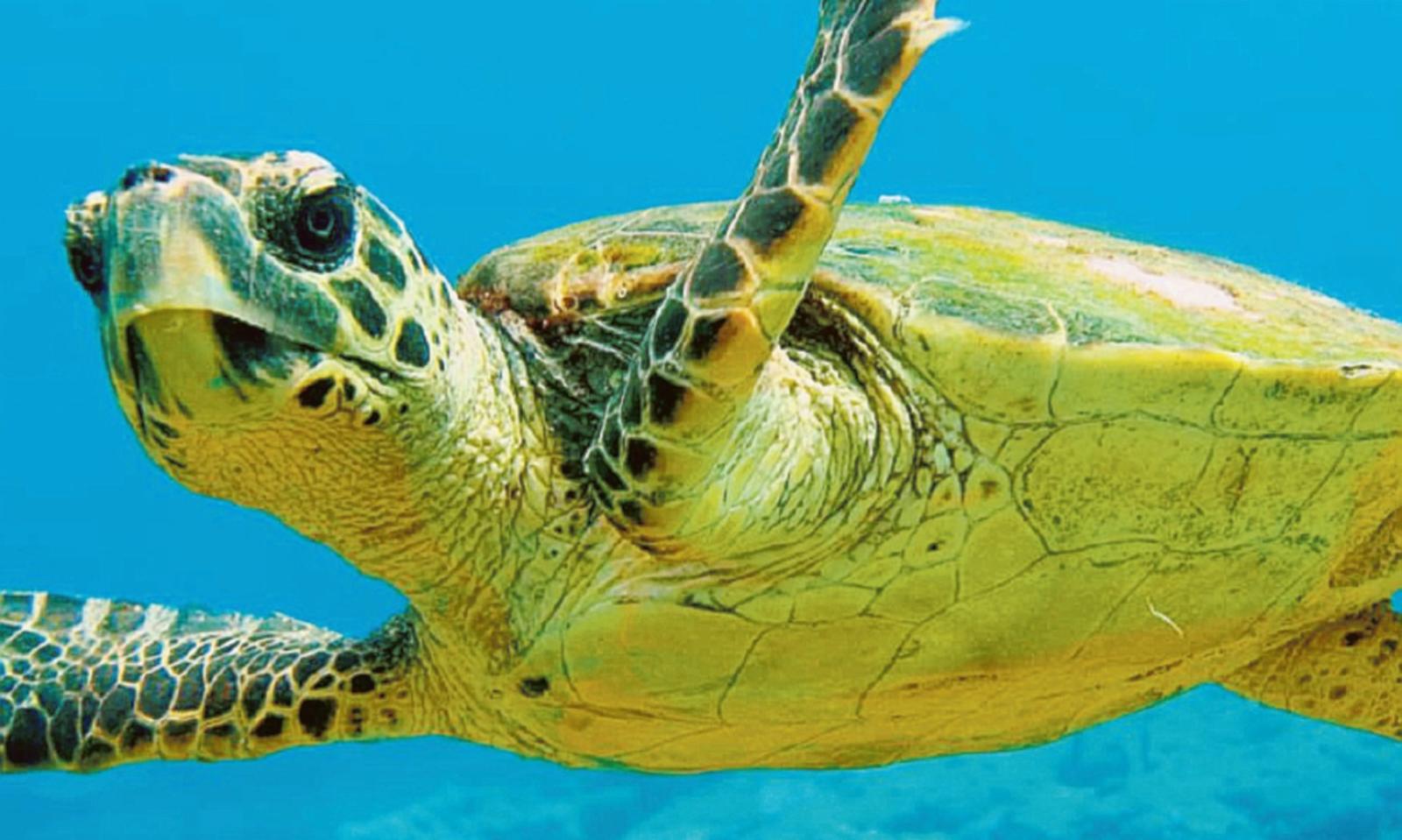 Nasce il paradiso delle tartarughe e dei delfini