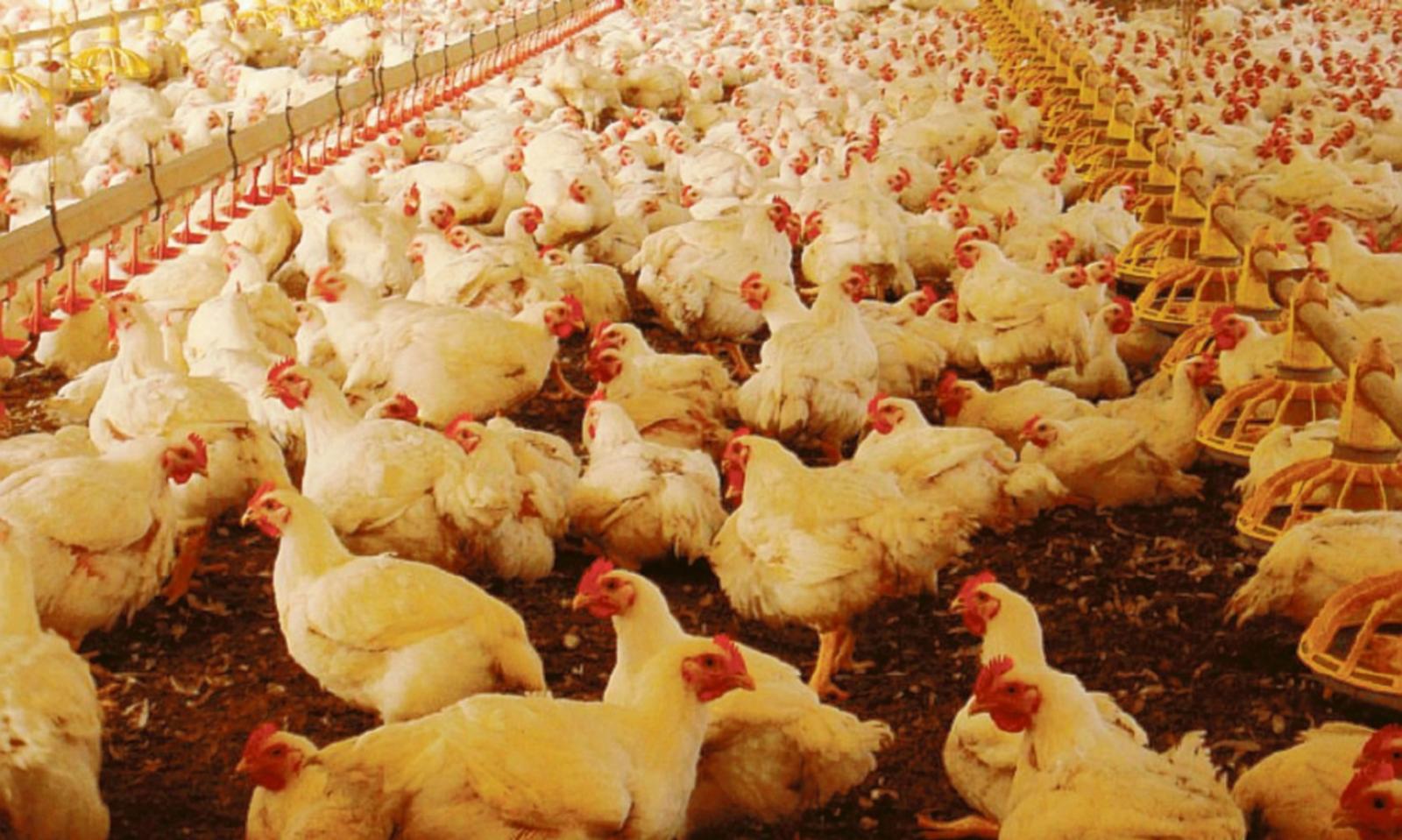 Allevamenti avicoli, obiettivo: fare in modo che non se ne insedino altri nel territorio