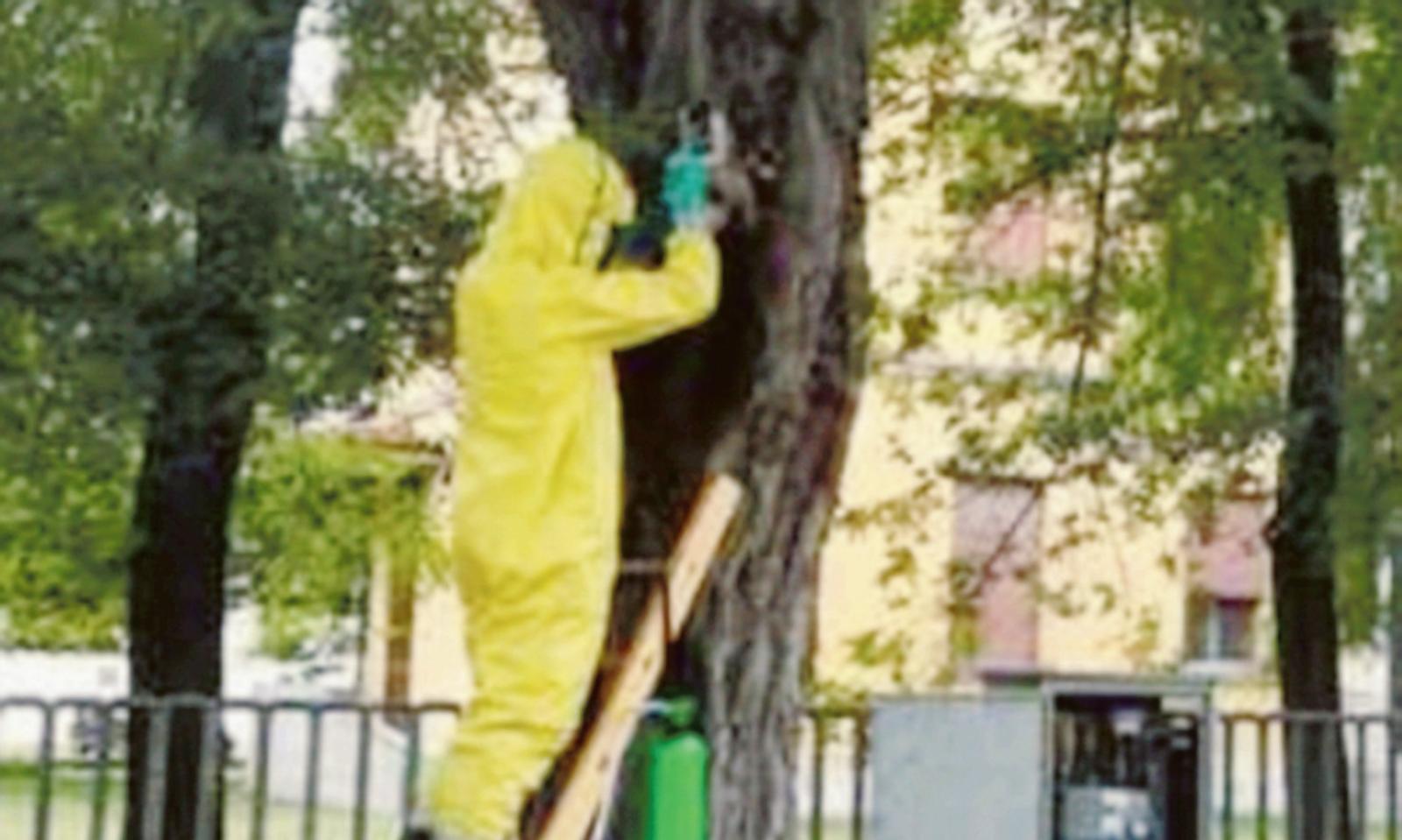 Allarme vespe al seggio elettorale