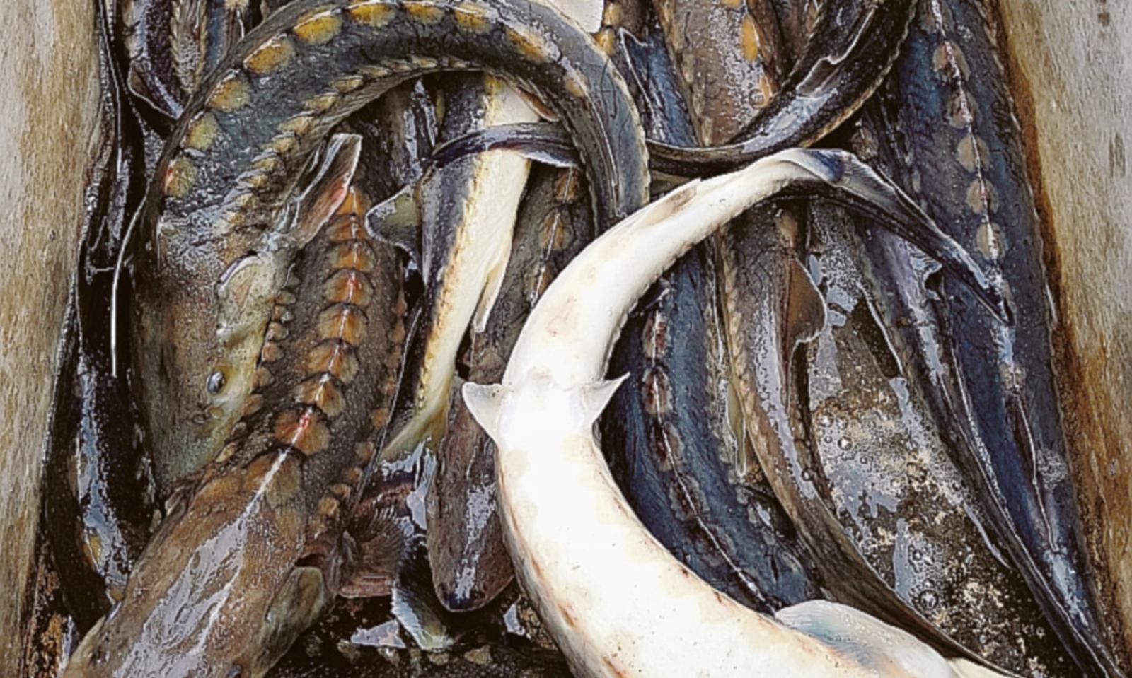 I giganti tornano a popolare il Po!