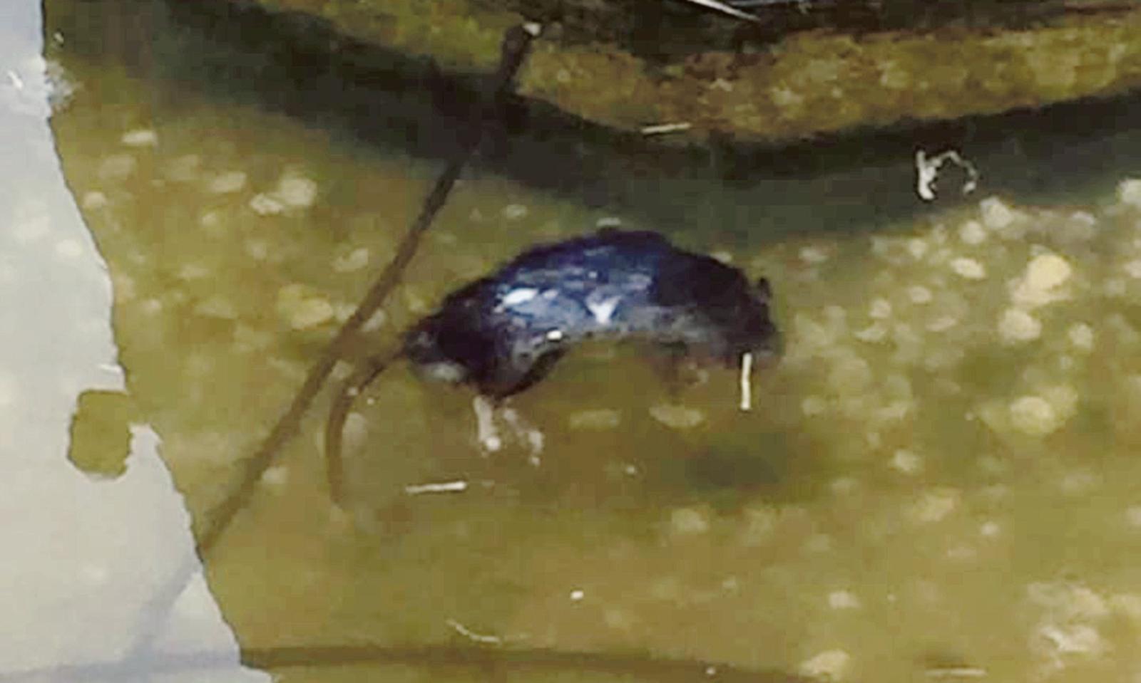 Un topo morto nella fontana