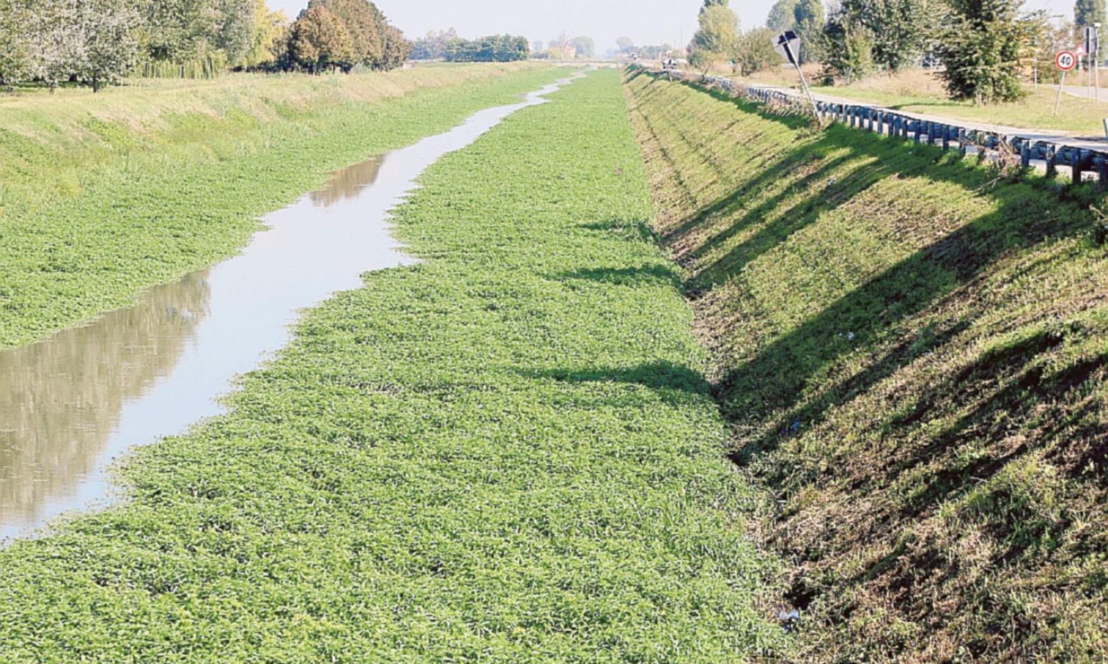 Un infestante si mangia il Ceresolo, e i pesci sono in sofferenza
