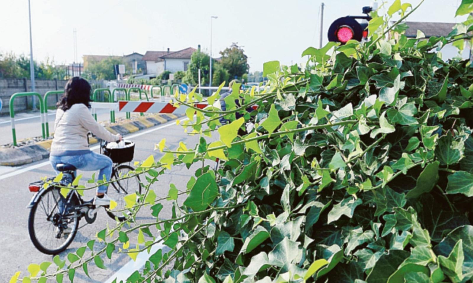 Un giardino senza regole: le piante invadono la strada