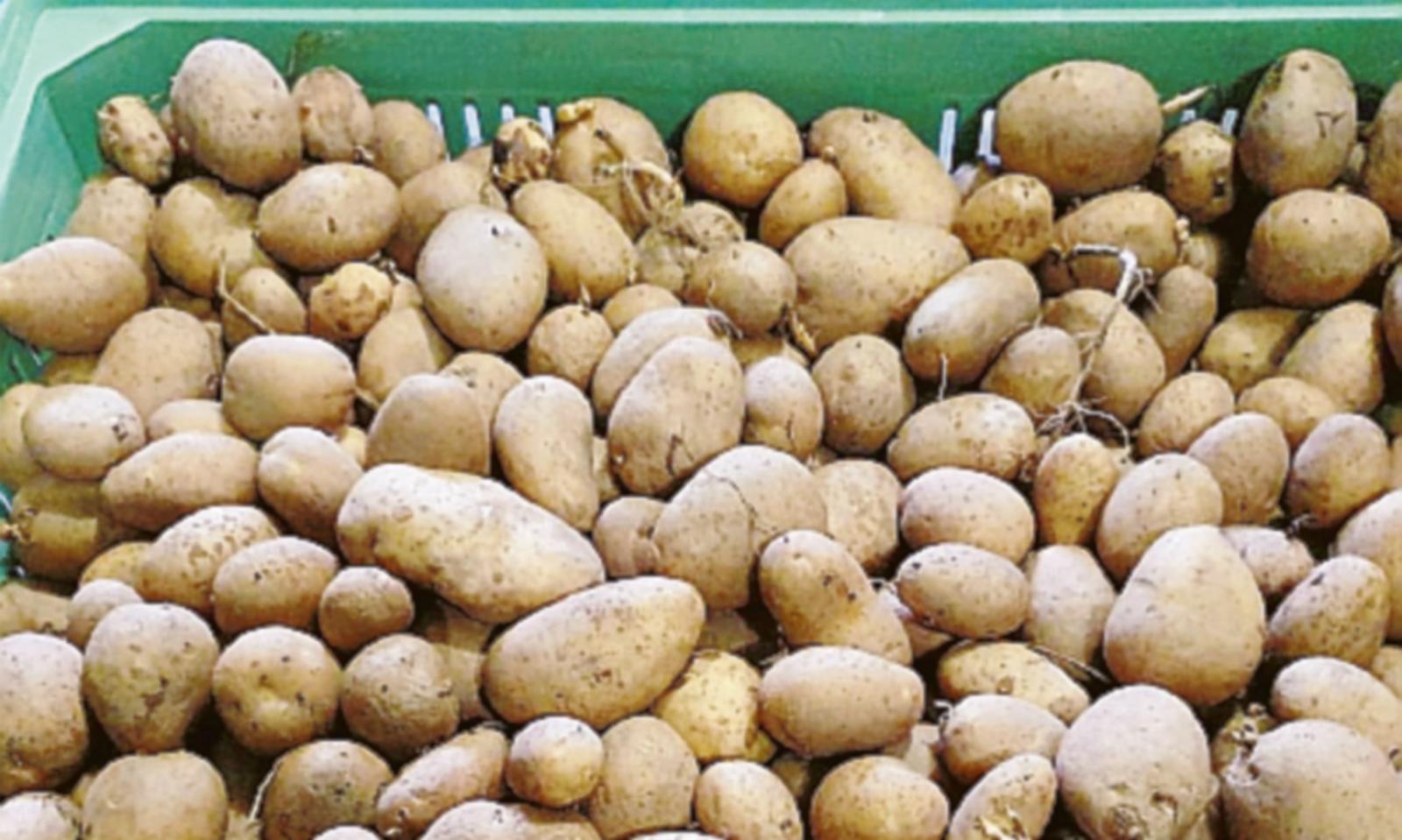 &ldquo;In nove ore abbiamo regalato tutte le patate&rdquo;