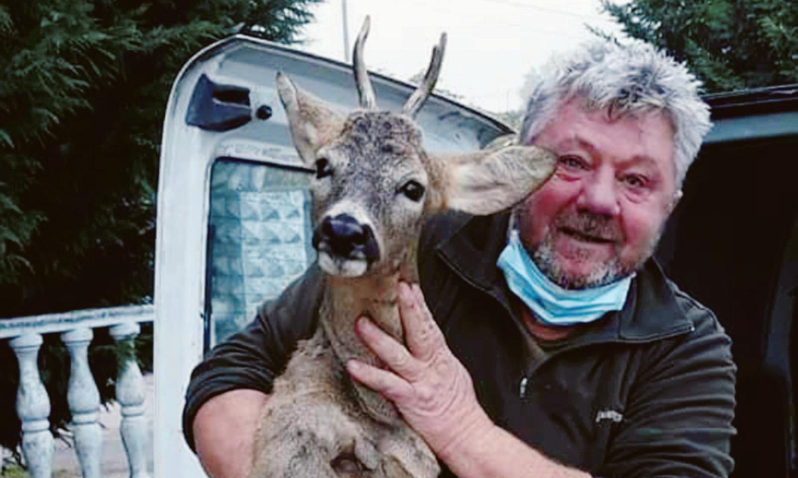 Salvano il capriolo che qualcuno aveva investito e lasciato in strada