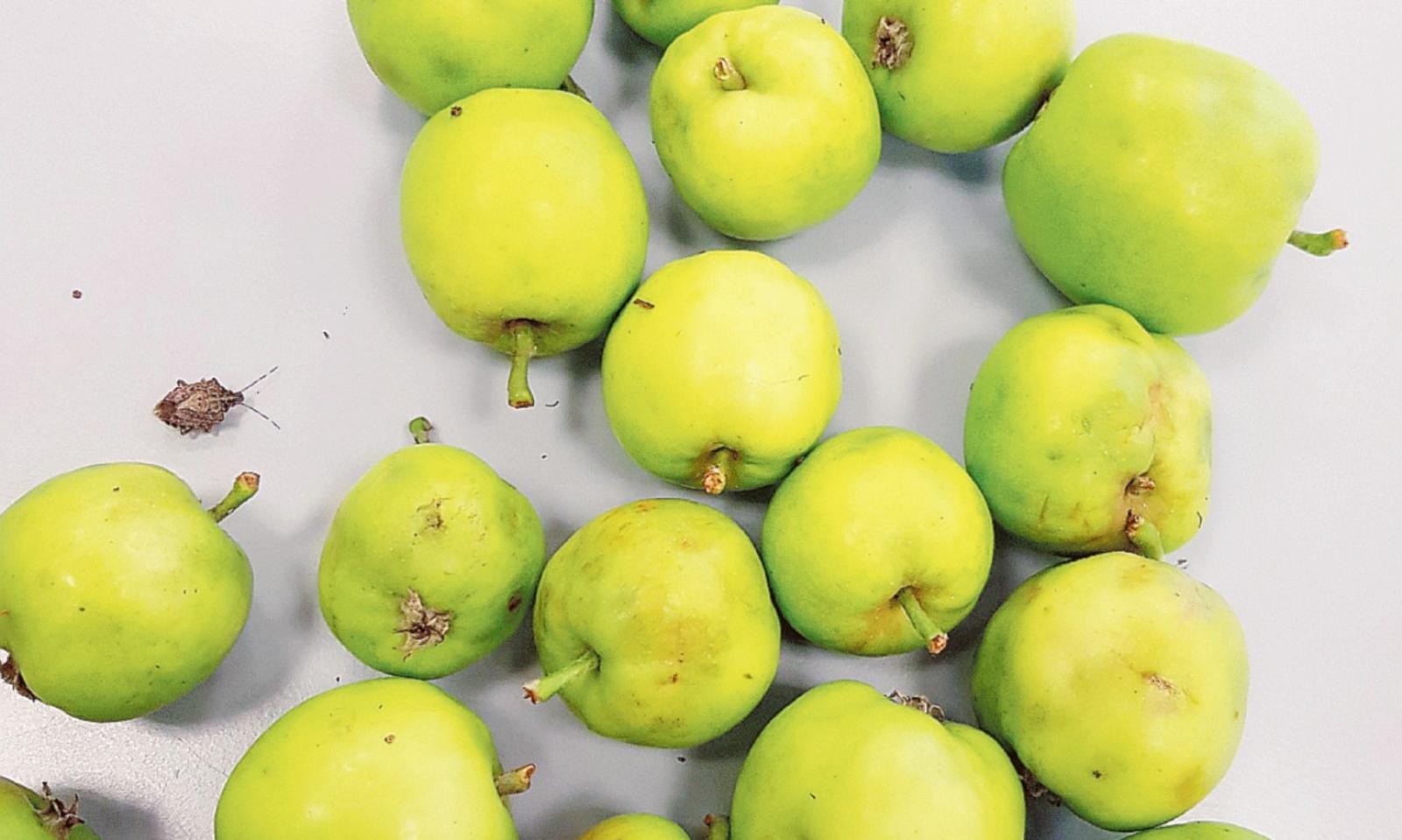 Cimice asiatica,  arrivano ristori milionari