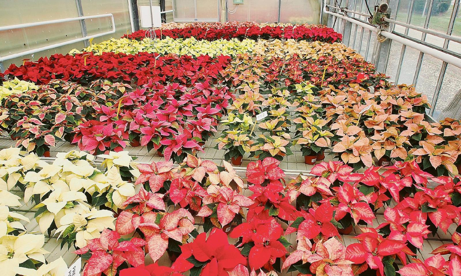 Florovivaismo, si riapre alle vendite: salve 10 milioni di Stelle