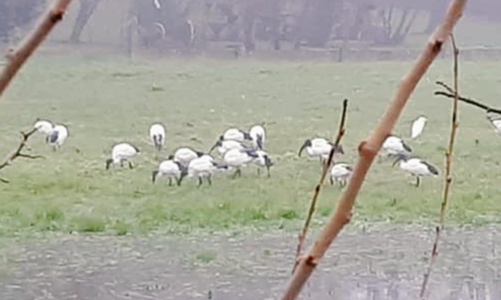 L&rsquo;ibis sacro del Nilo fa capolino nel centro di Badia Polesine
