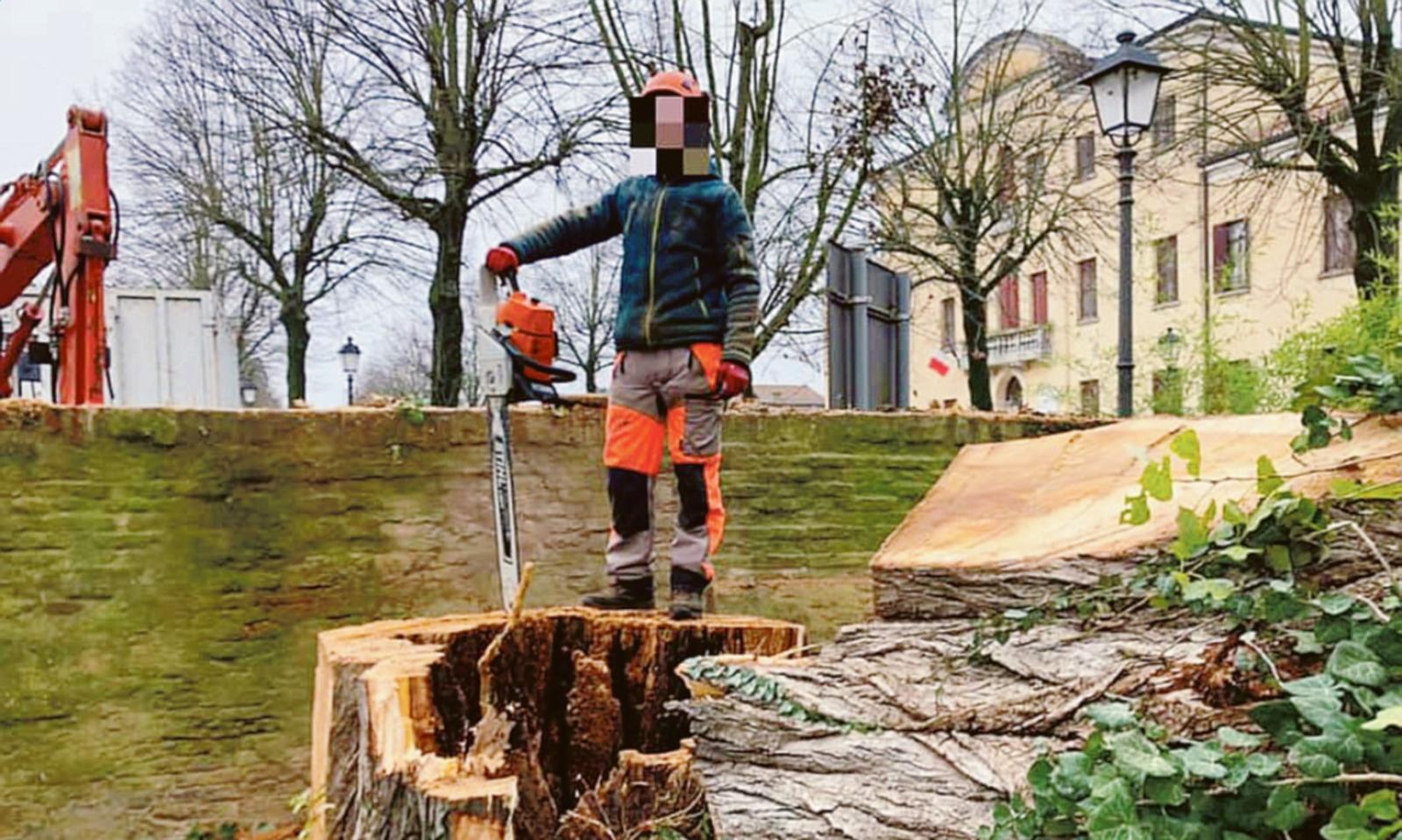 Potature e abbattimenti al via: arrivano i "tree climbers"