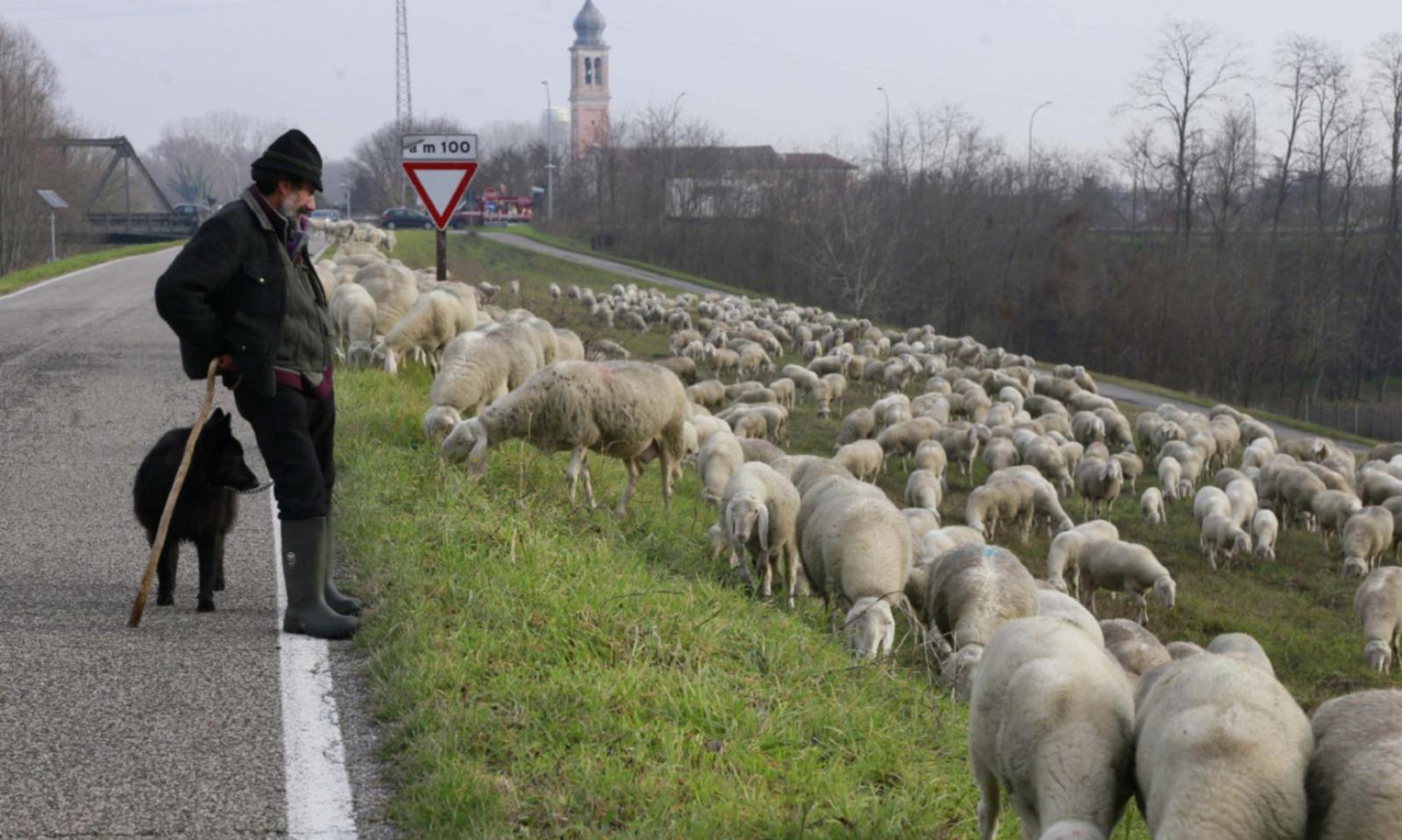 Ottocento pecore lungo l&rsquo;Adige