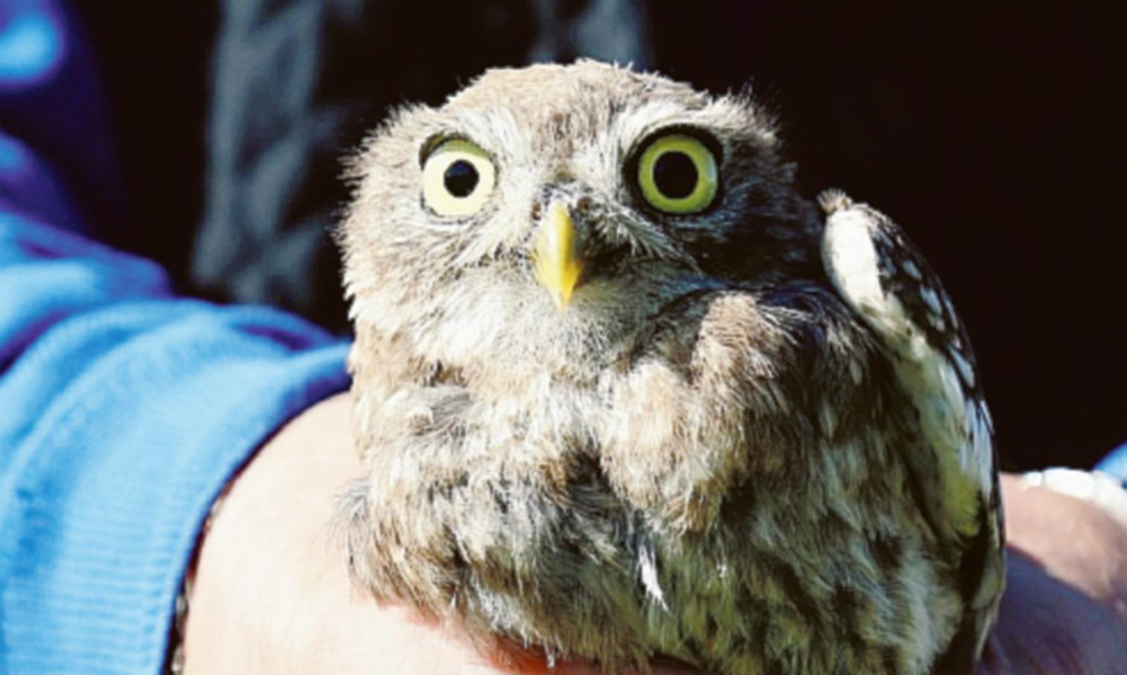 Centro recupero animali selvatici, un patrimonio da sostenere