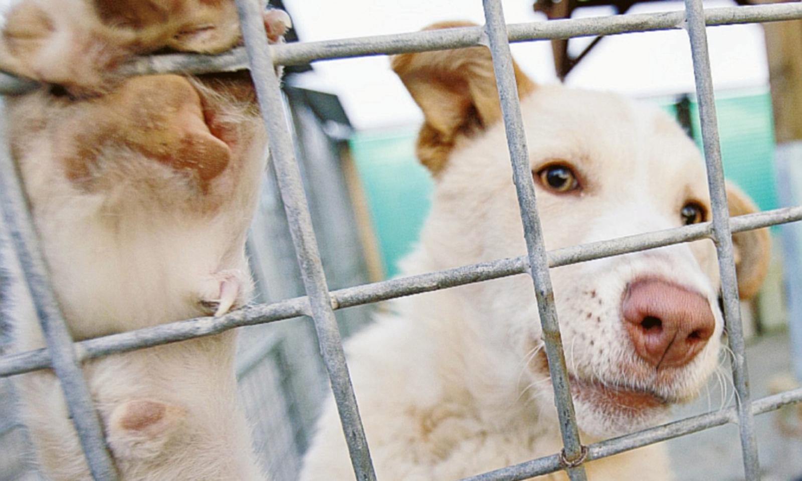 Arriva l'ordinanza contro i botti per proteggere gli animali