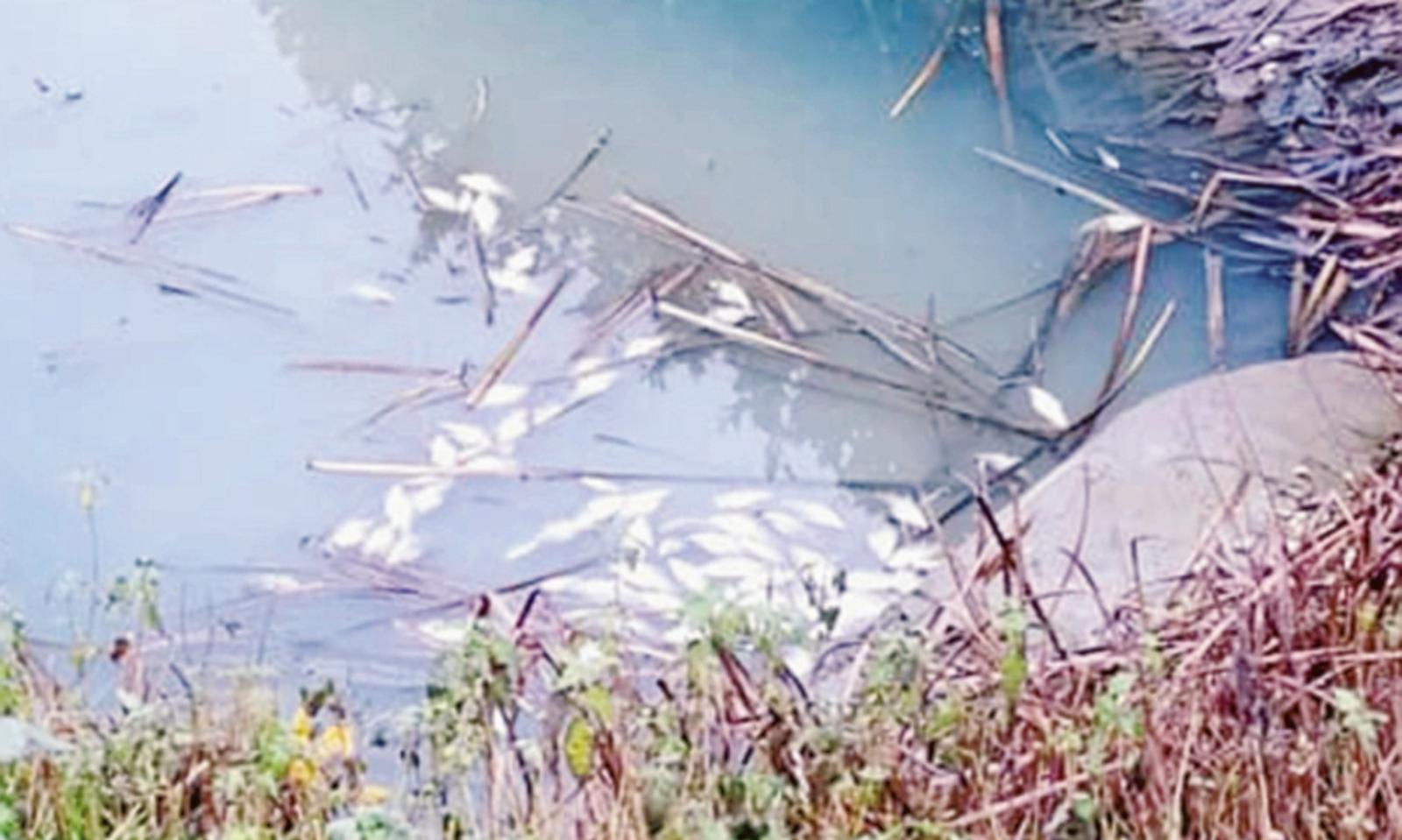 Moria di pesce nello scolo