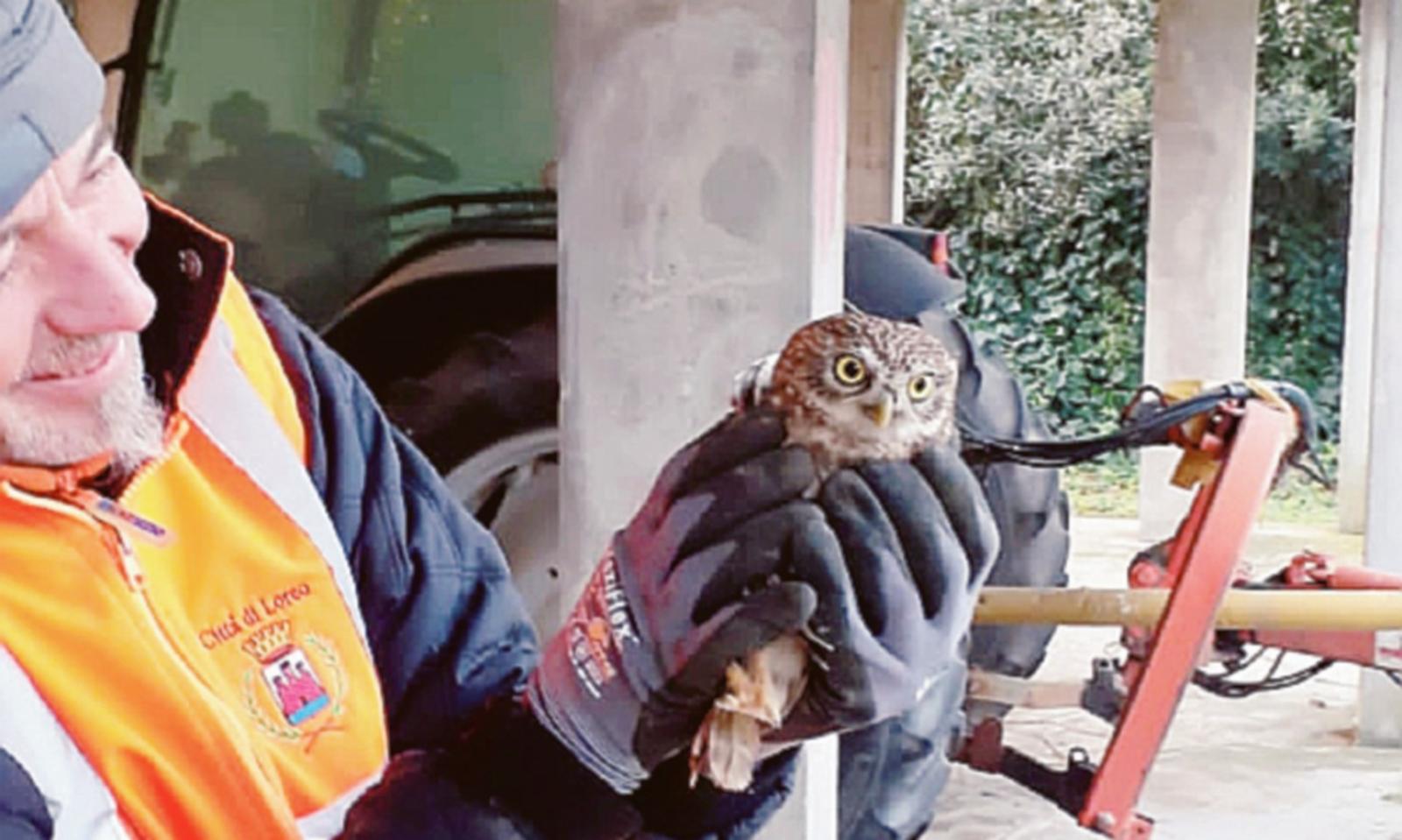 Salva la civetta intrappolata nella ventola