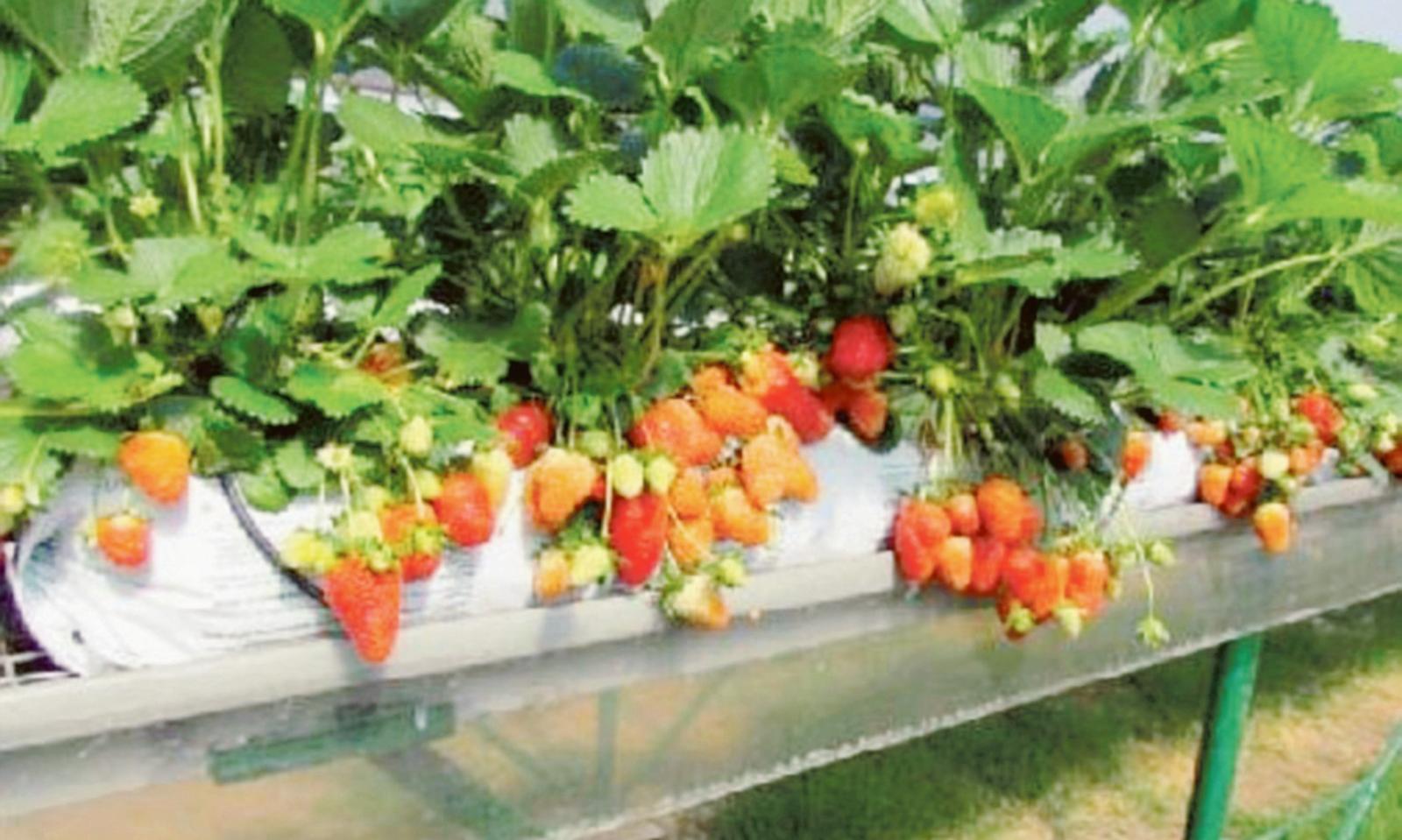 La pandemia non ferma innovazione e sostenibilit&agrave; nell'ortofloricoltura