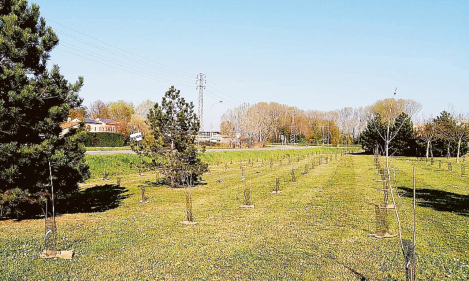 Un bosco di 600 piante a Rovigo