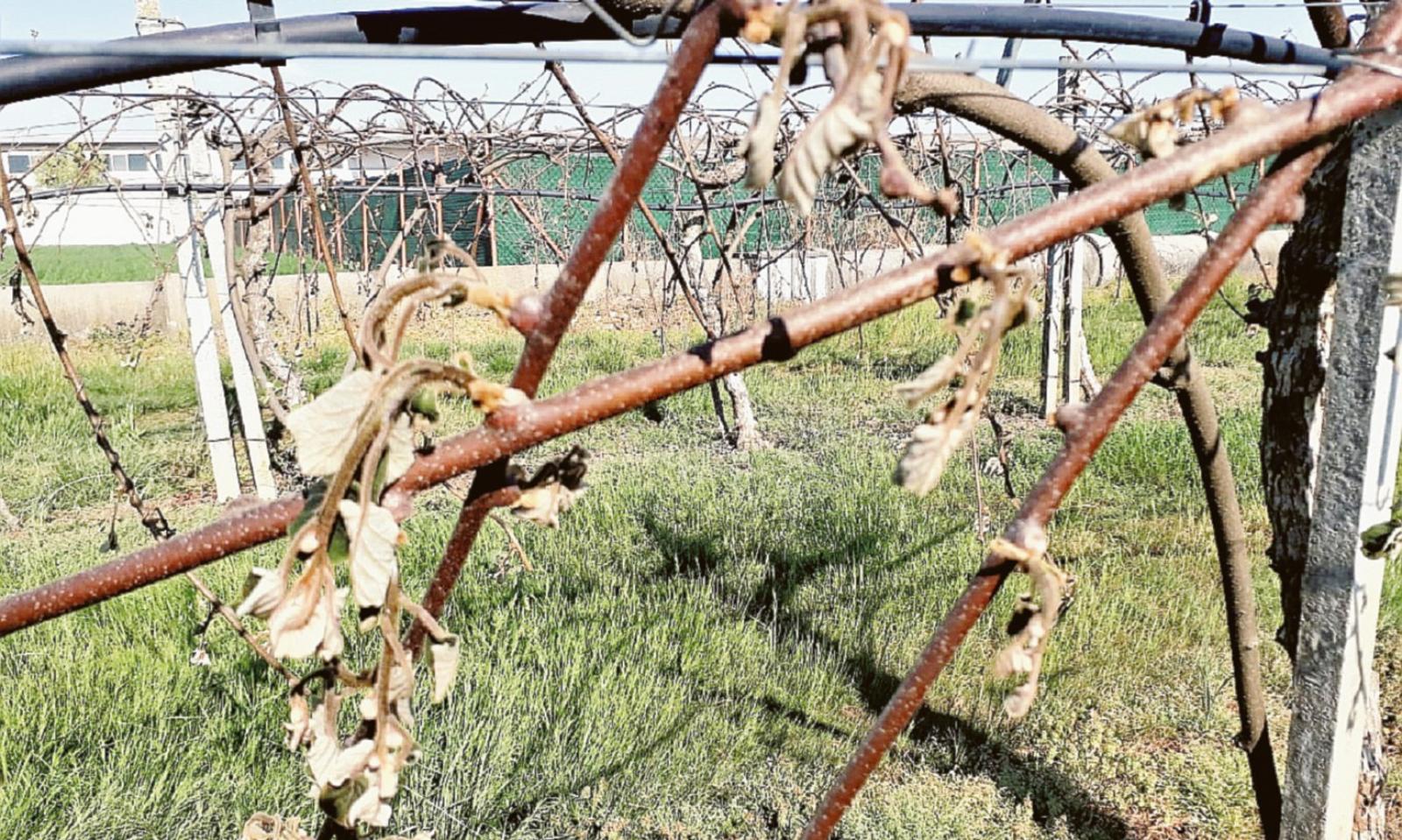 Kiwi azzerati dall&rsquo;ondata di gelo