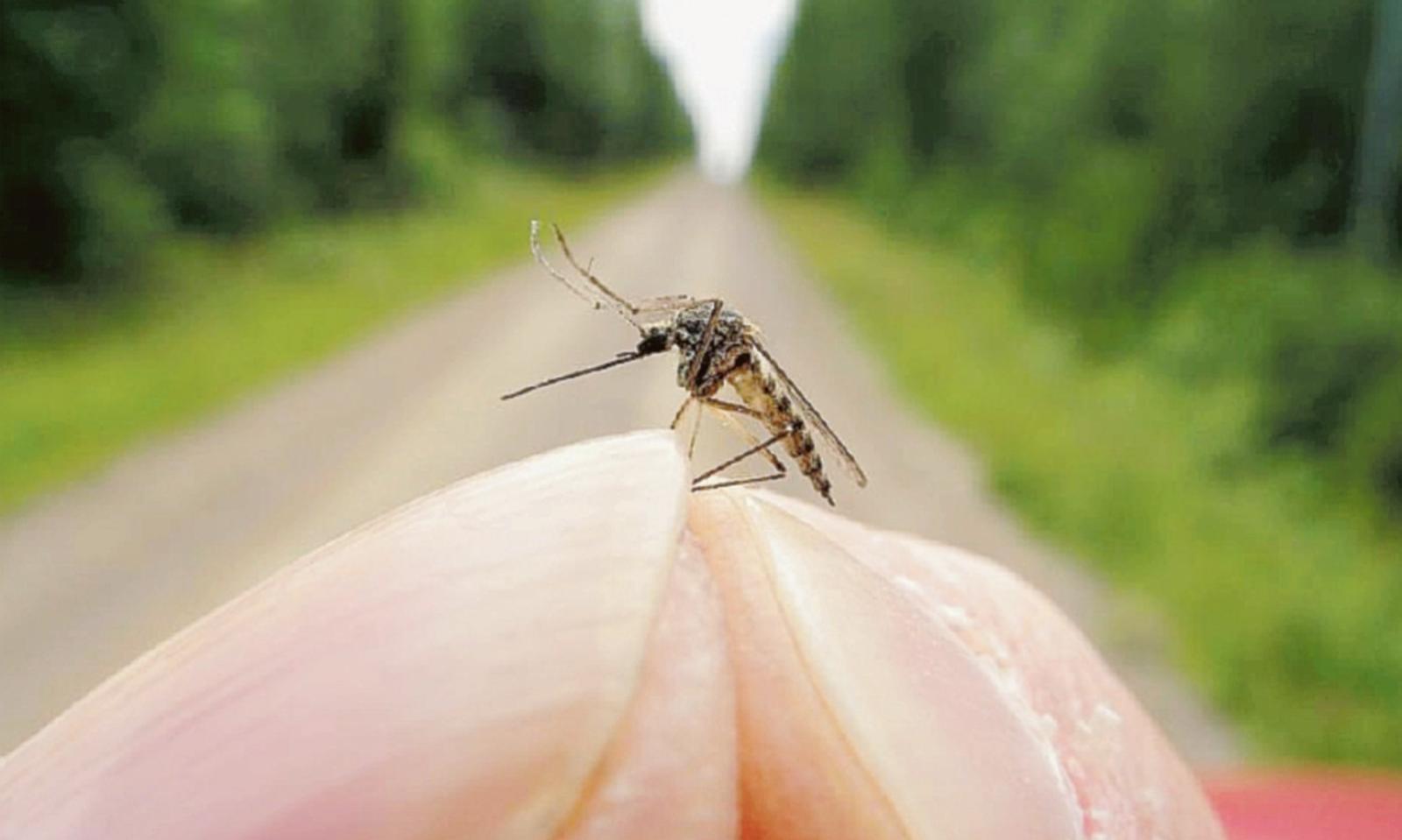 Il larvicida &egrave; in distribuzione
