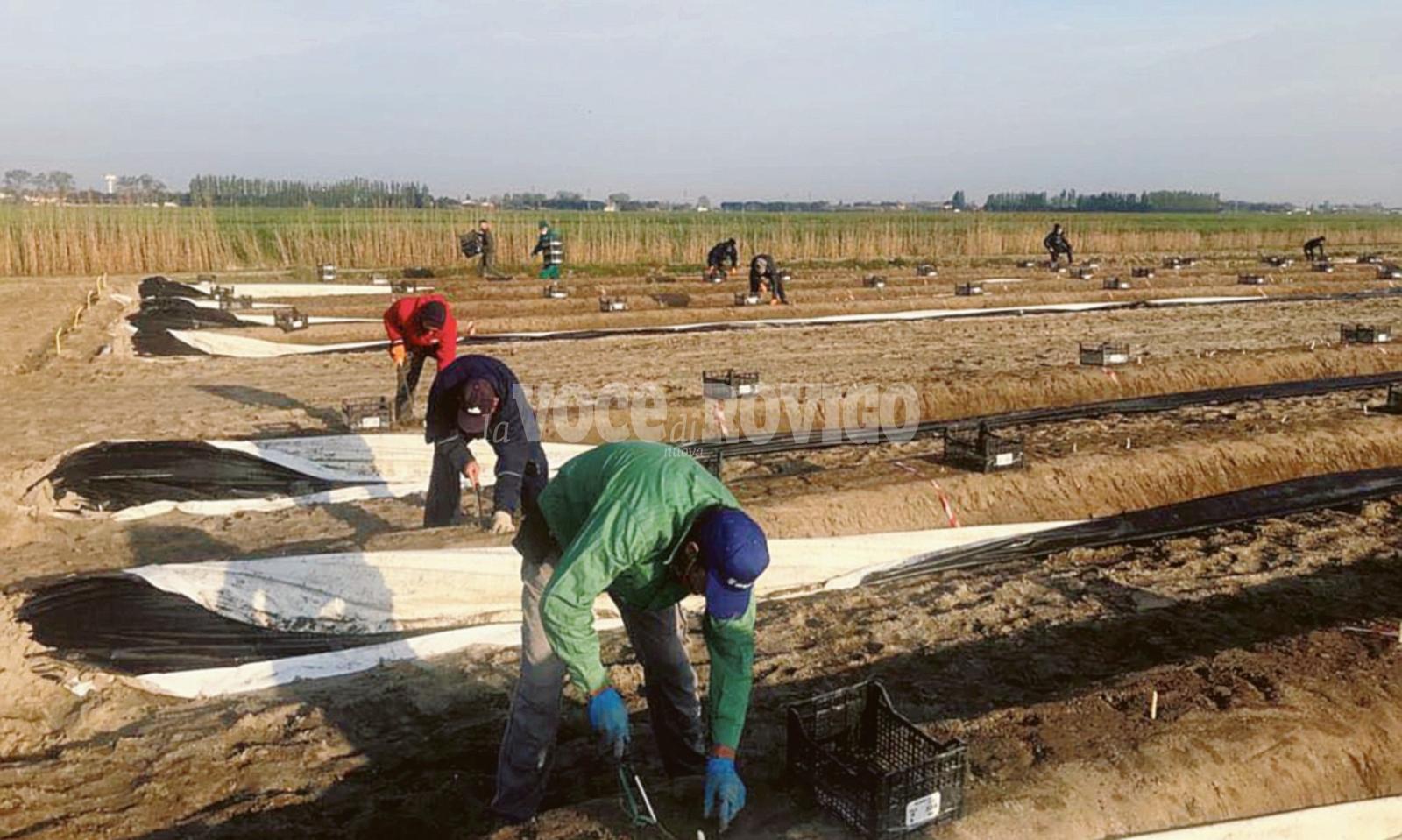 Si cerca l&rsquo;asparago perfetto