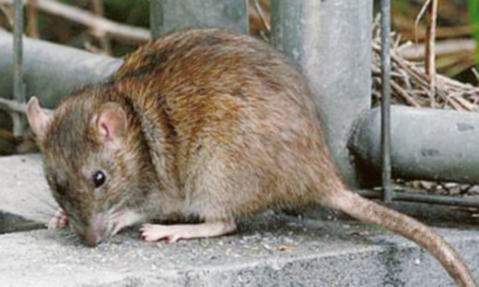 Offensiva contro ratti e bisce