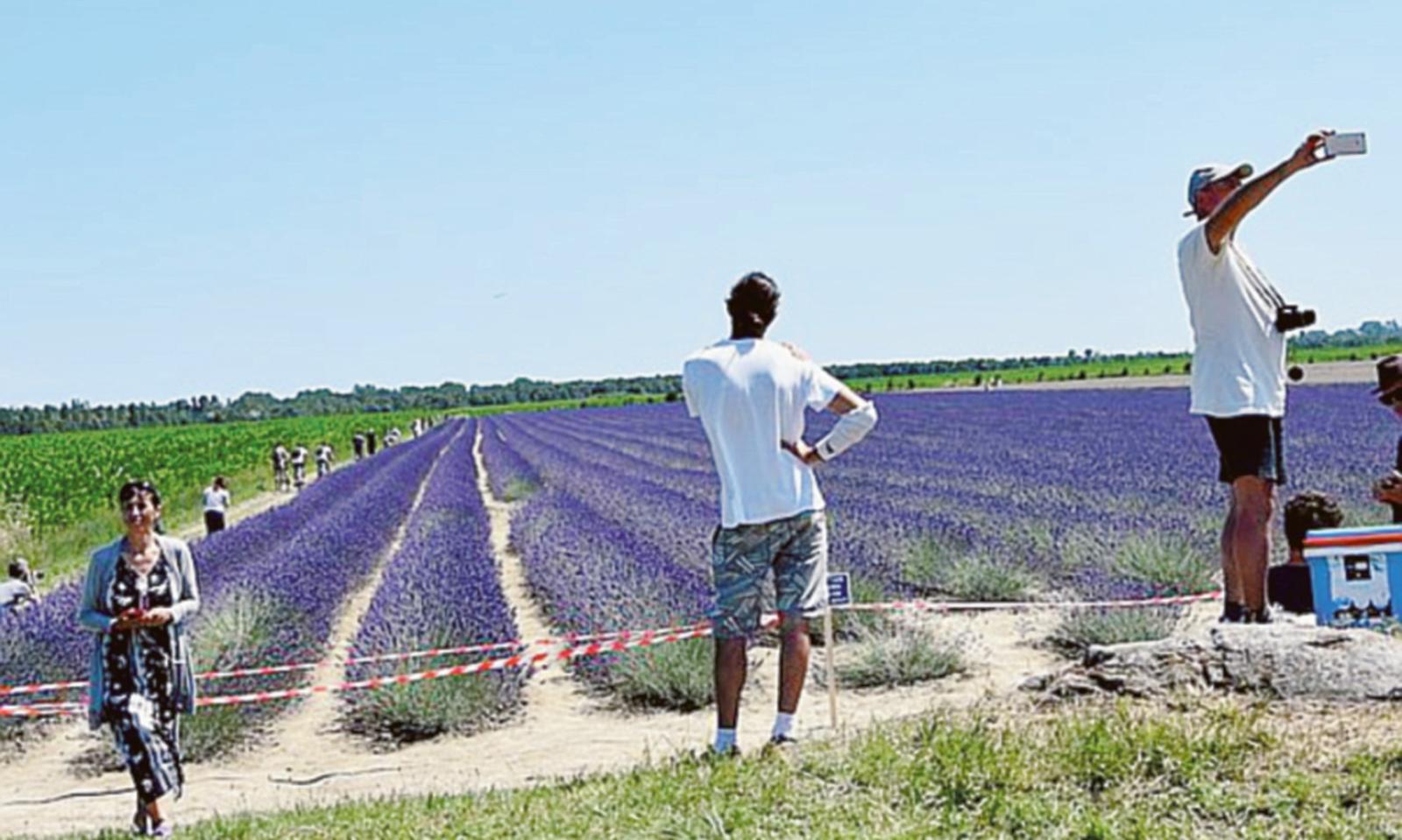 Quest&rsquo;anno, lavanda in ritardo