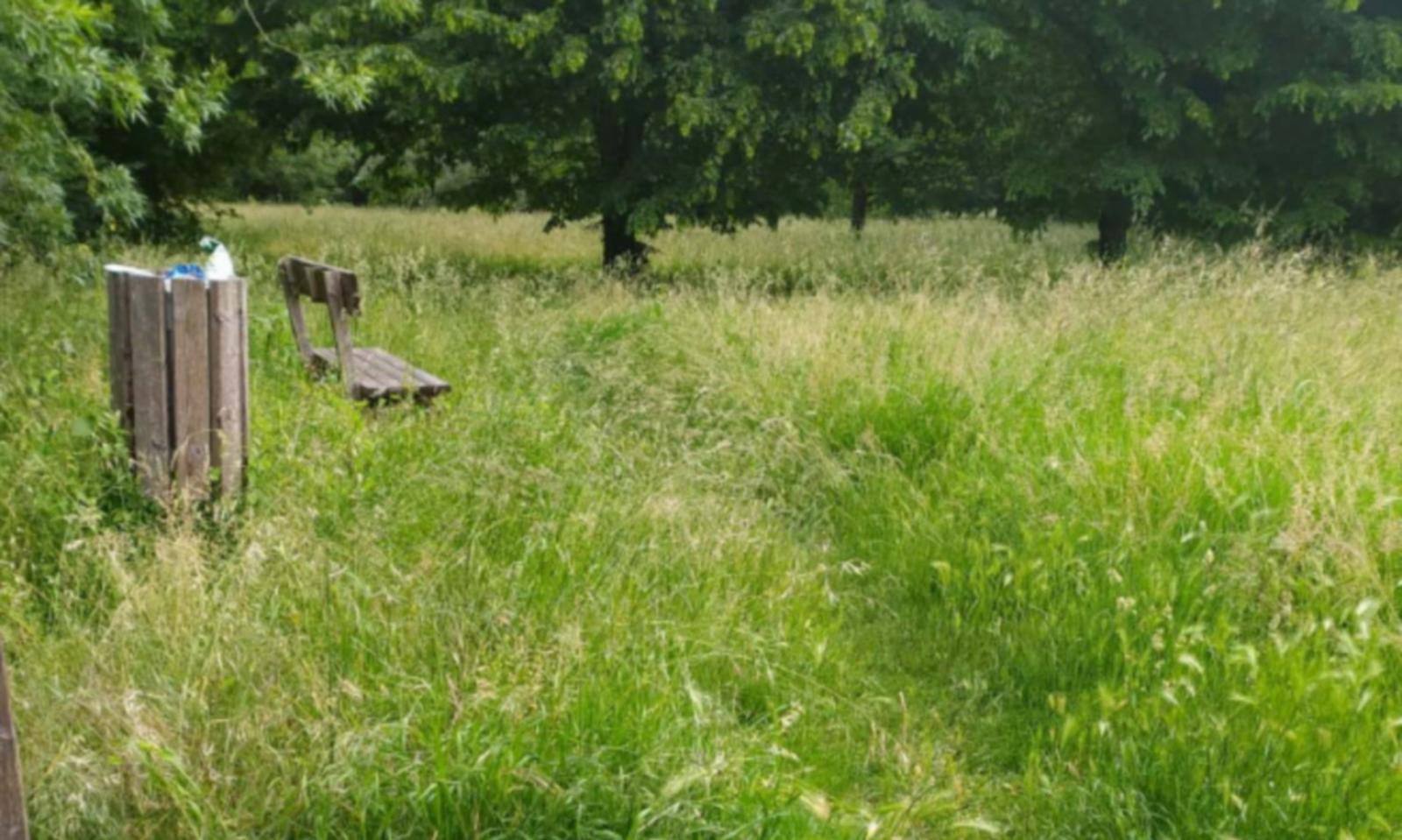 Corte Guazzo come una foresta