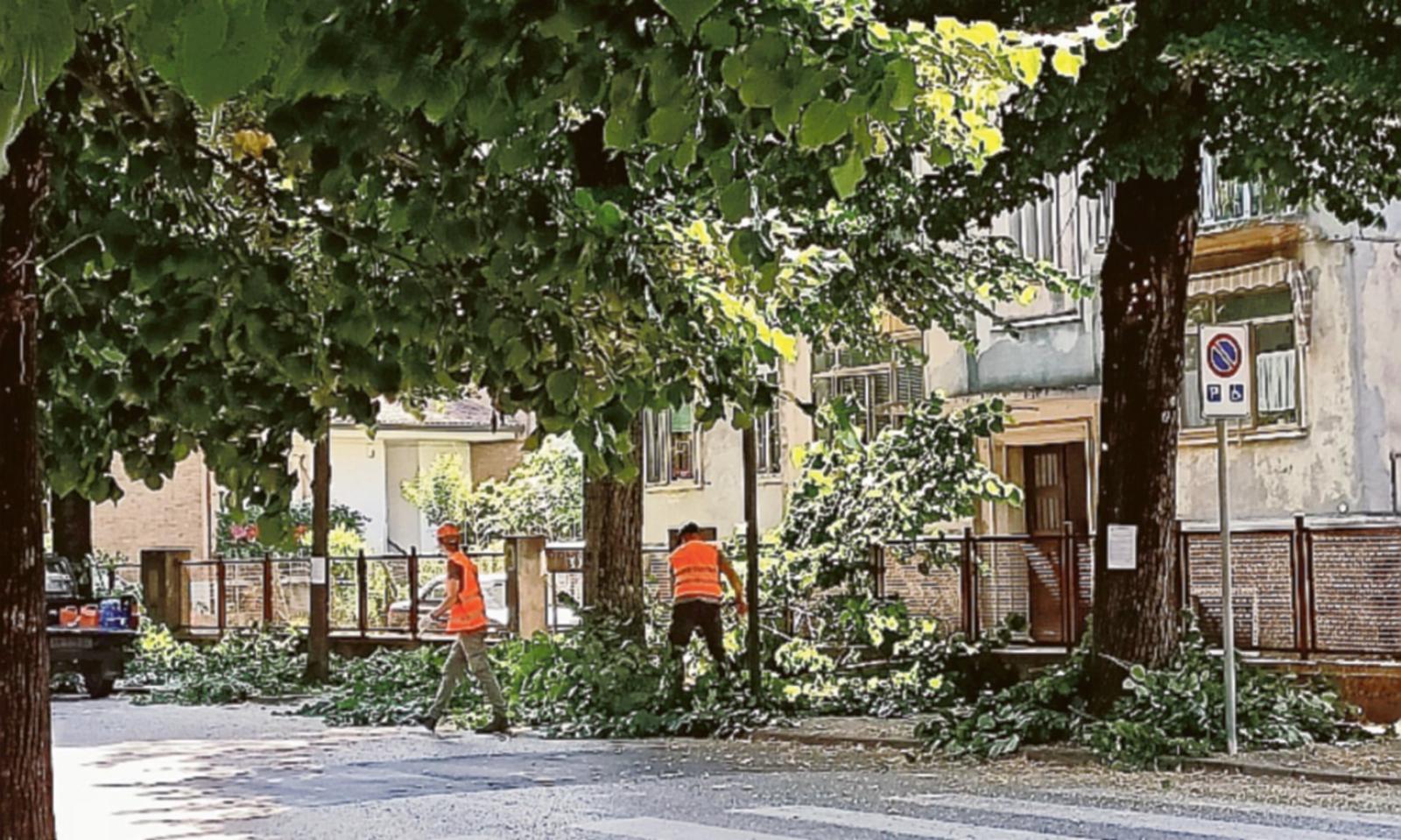 Potati i tigli di Corso Europa