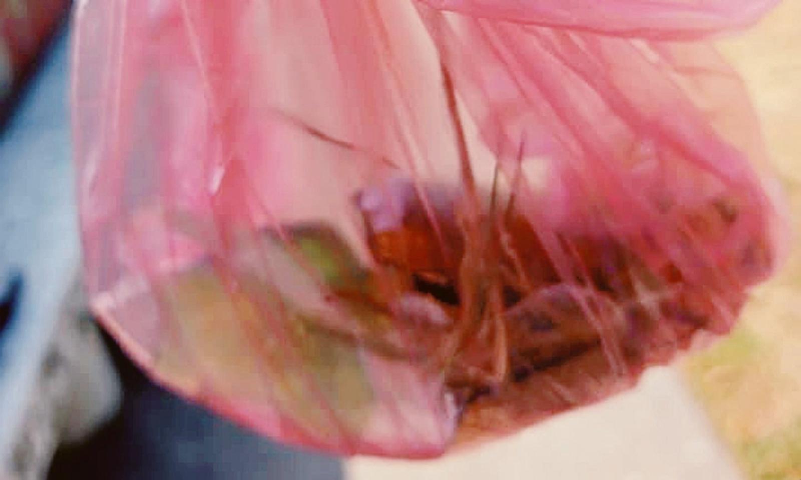 Cocci di vetro all&rsquo;uscita delle elementari