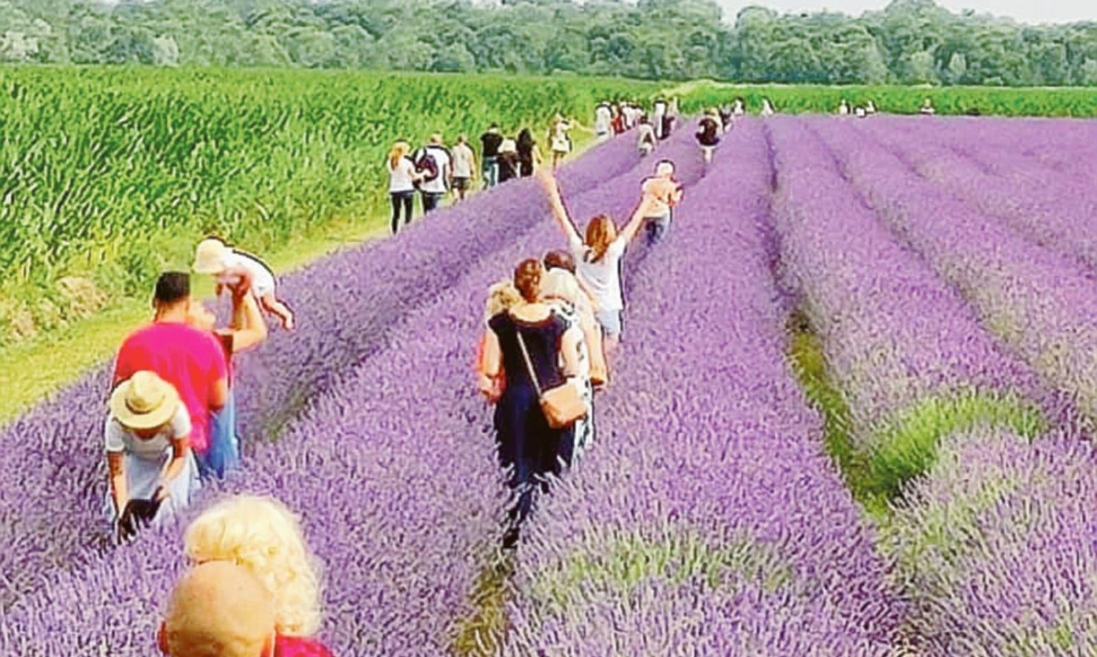 Pieno di turisti per la lavanda di Ca' Mello 