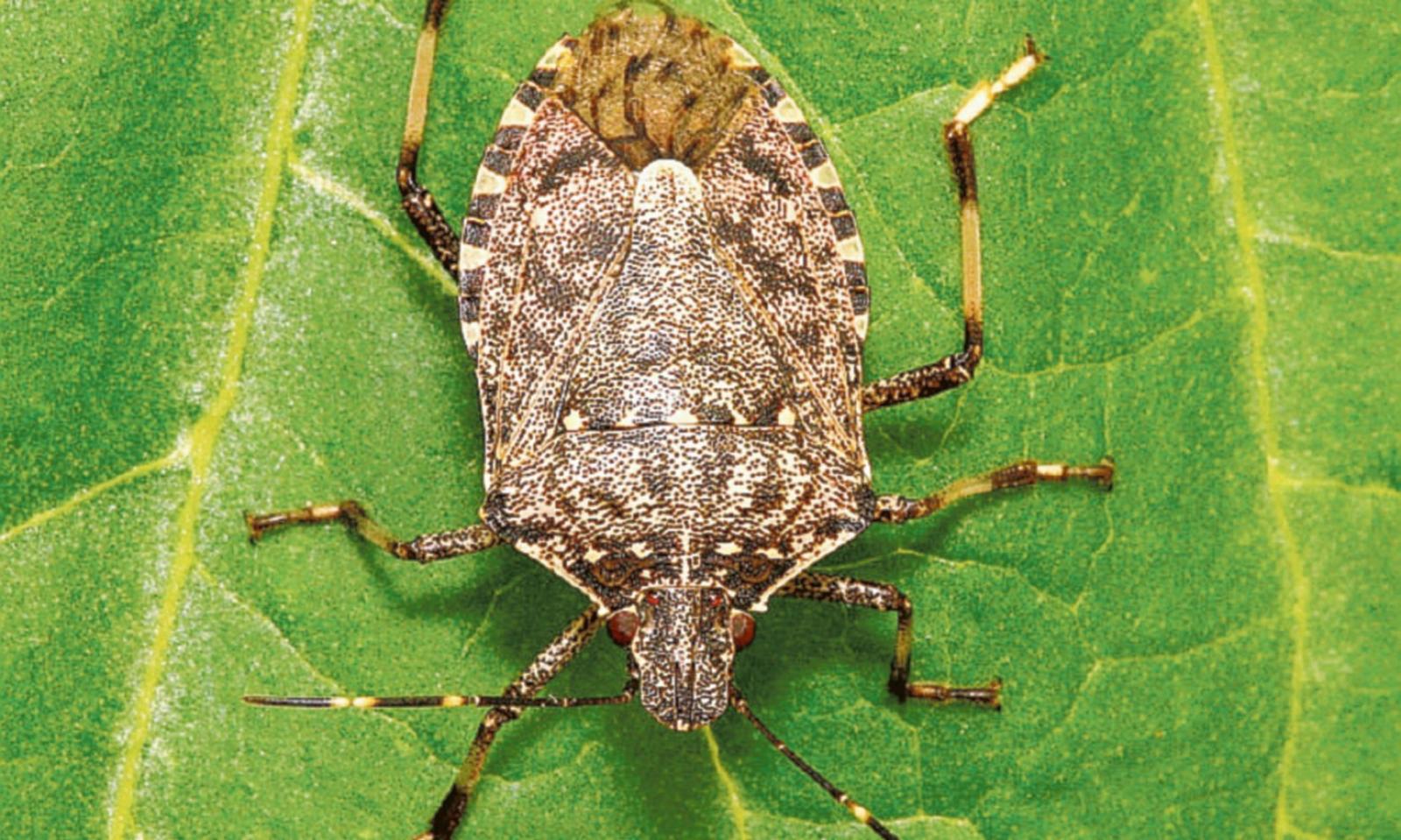 Il solleone risveglia le cimici