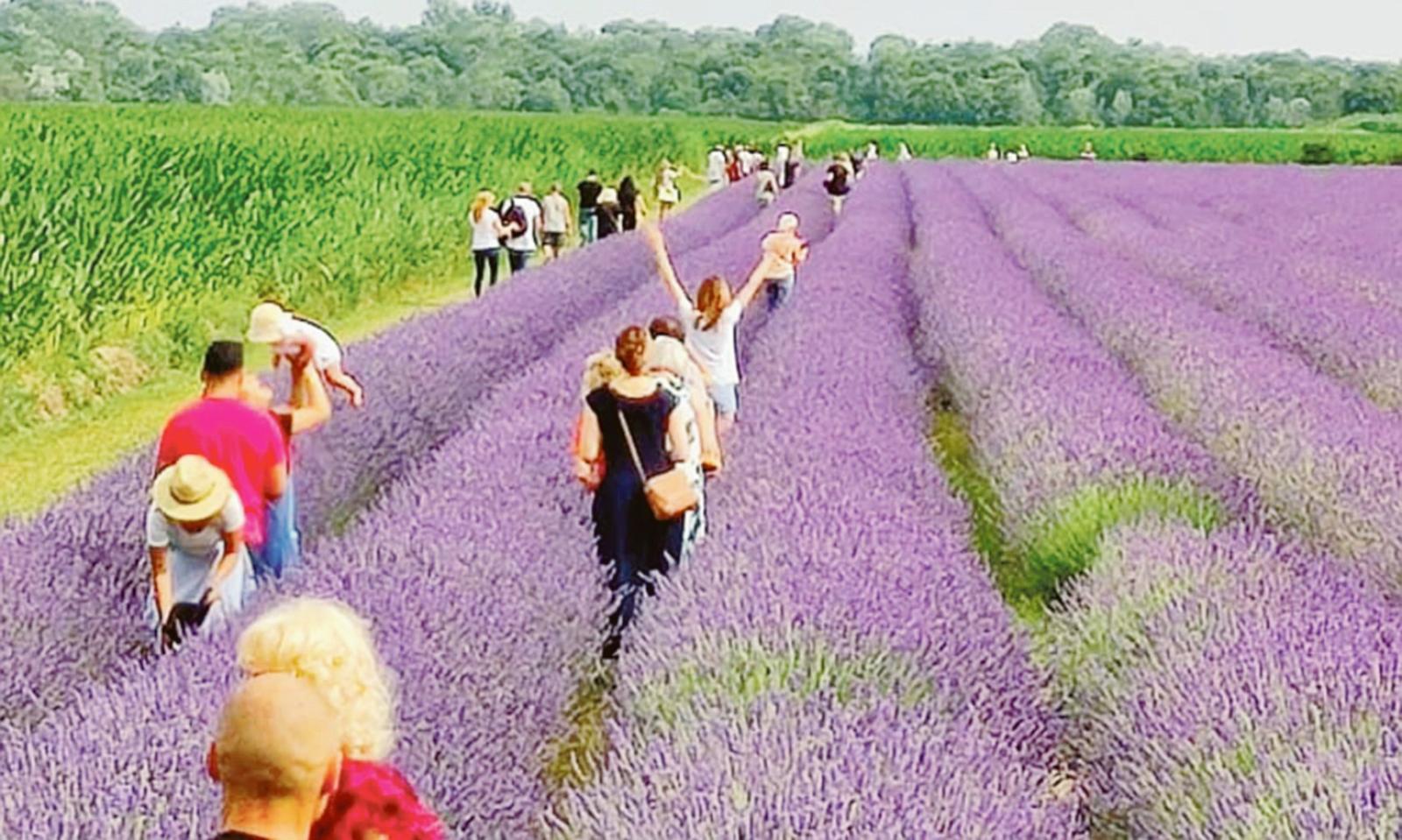 Alta marea per l&rsquo;oceano viola!