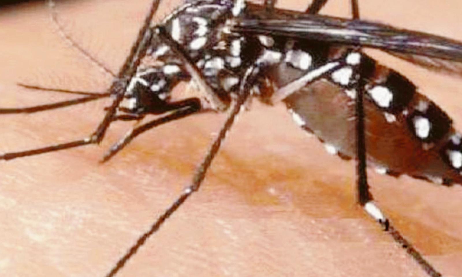 Sperimentazione anti zanzara