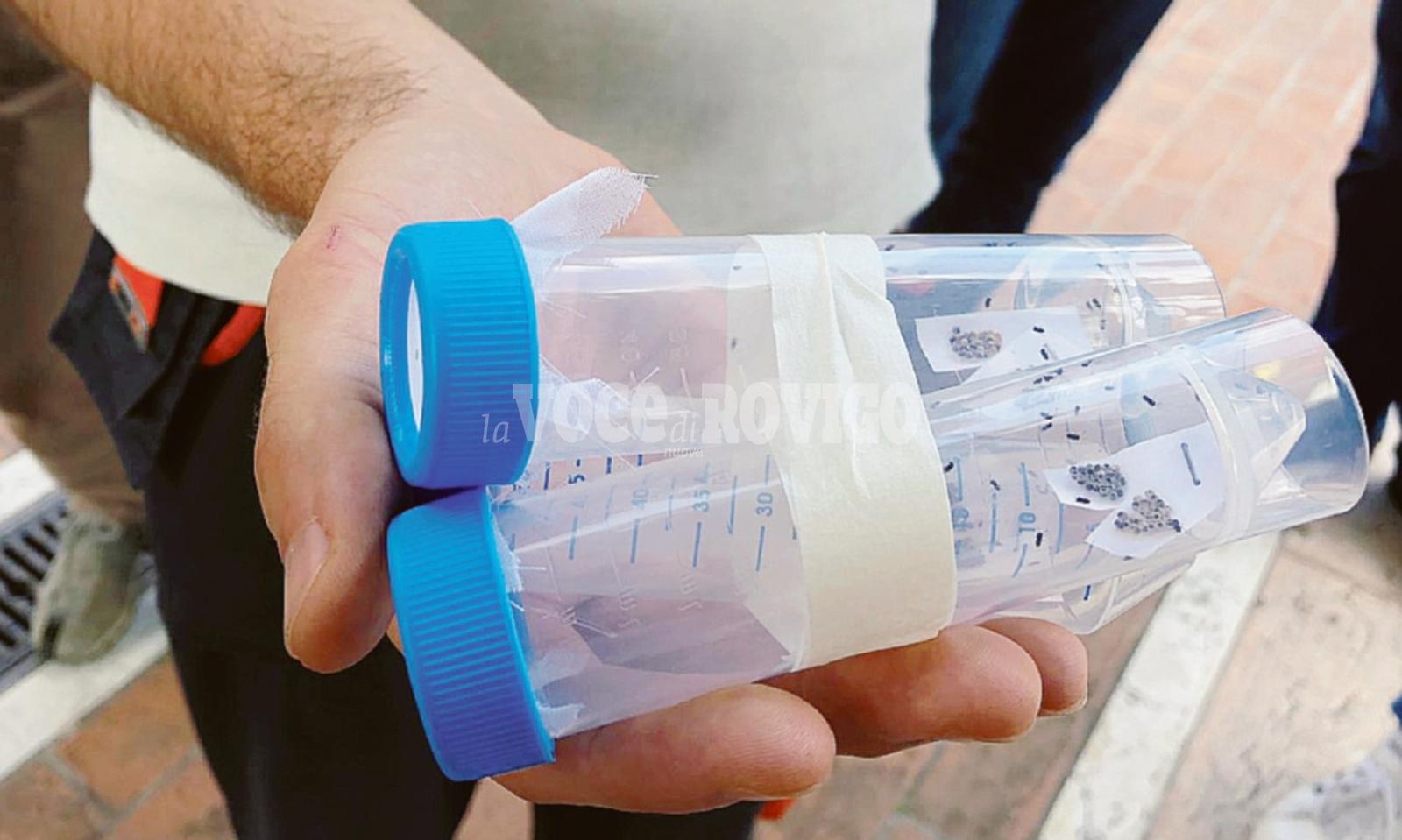 &ldquo;Ora liberate la vespa samurai&rdquo;