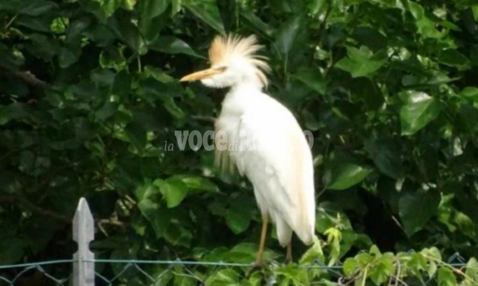 Aironi e garzette alle porte della citt&agrave;