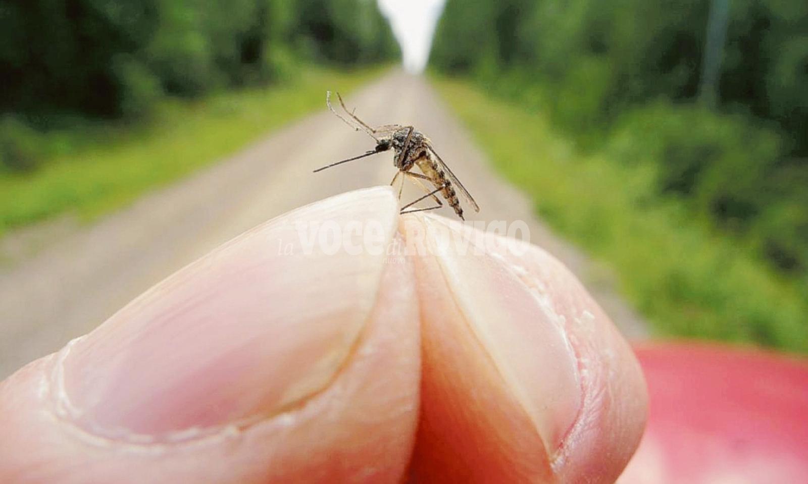 porto tolle  zanzare  ambiente  delta del po  rovigo  